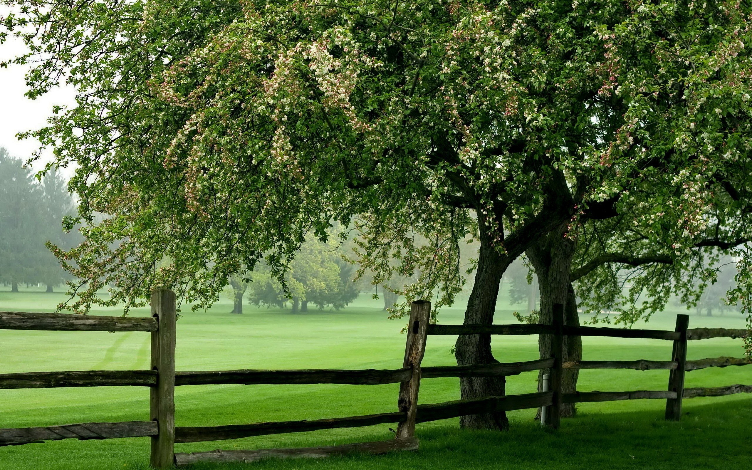 Wooden fence in front of a flowering tree and green field HD Wallpaper