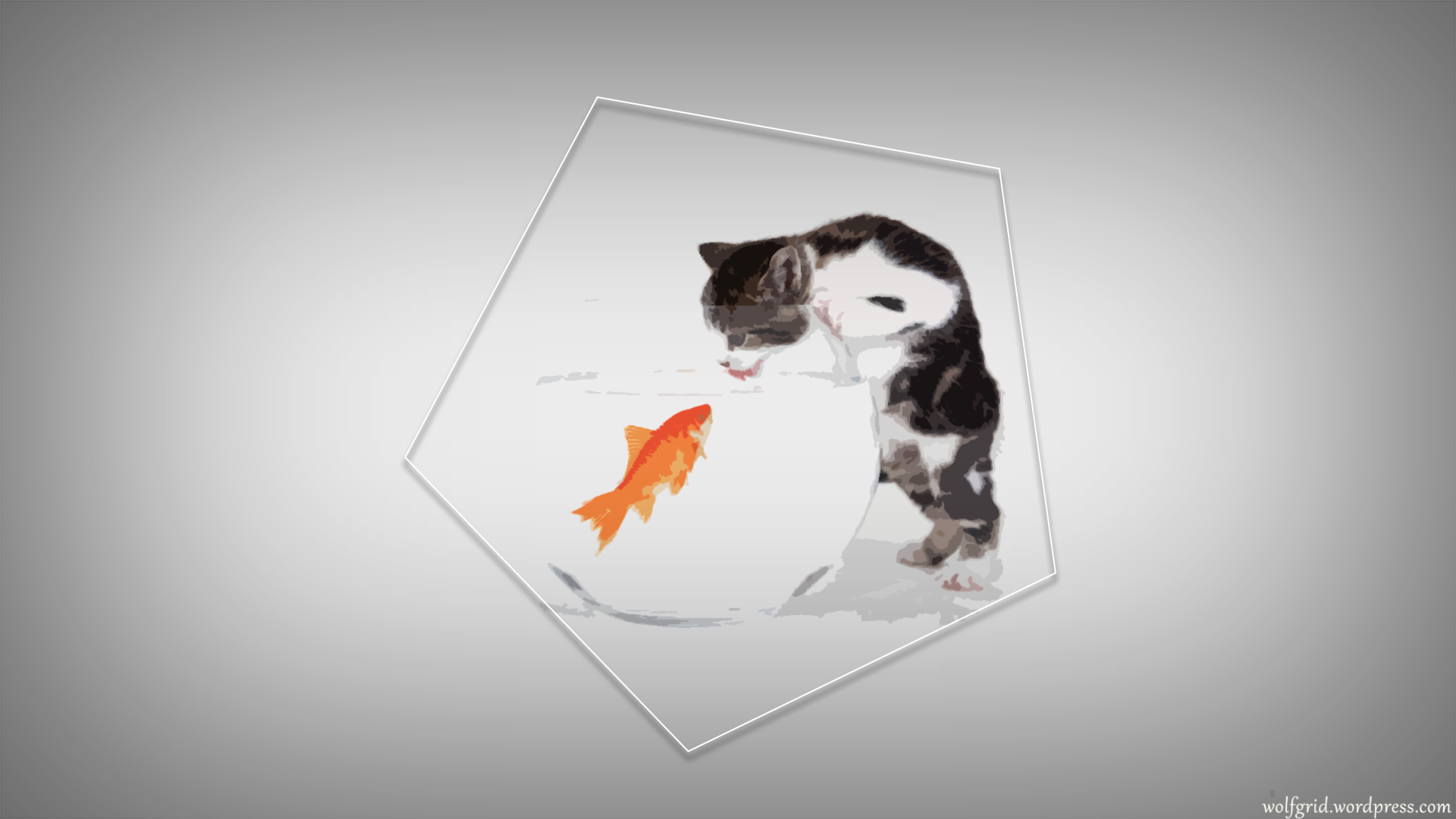 Kitten looking at a goldfish HD Wallpaper