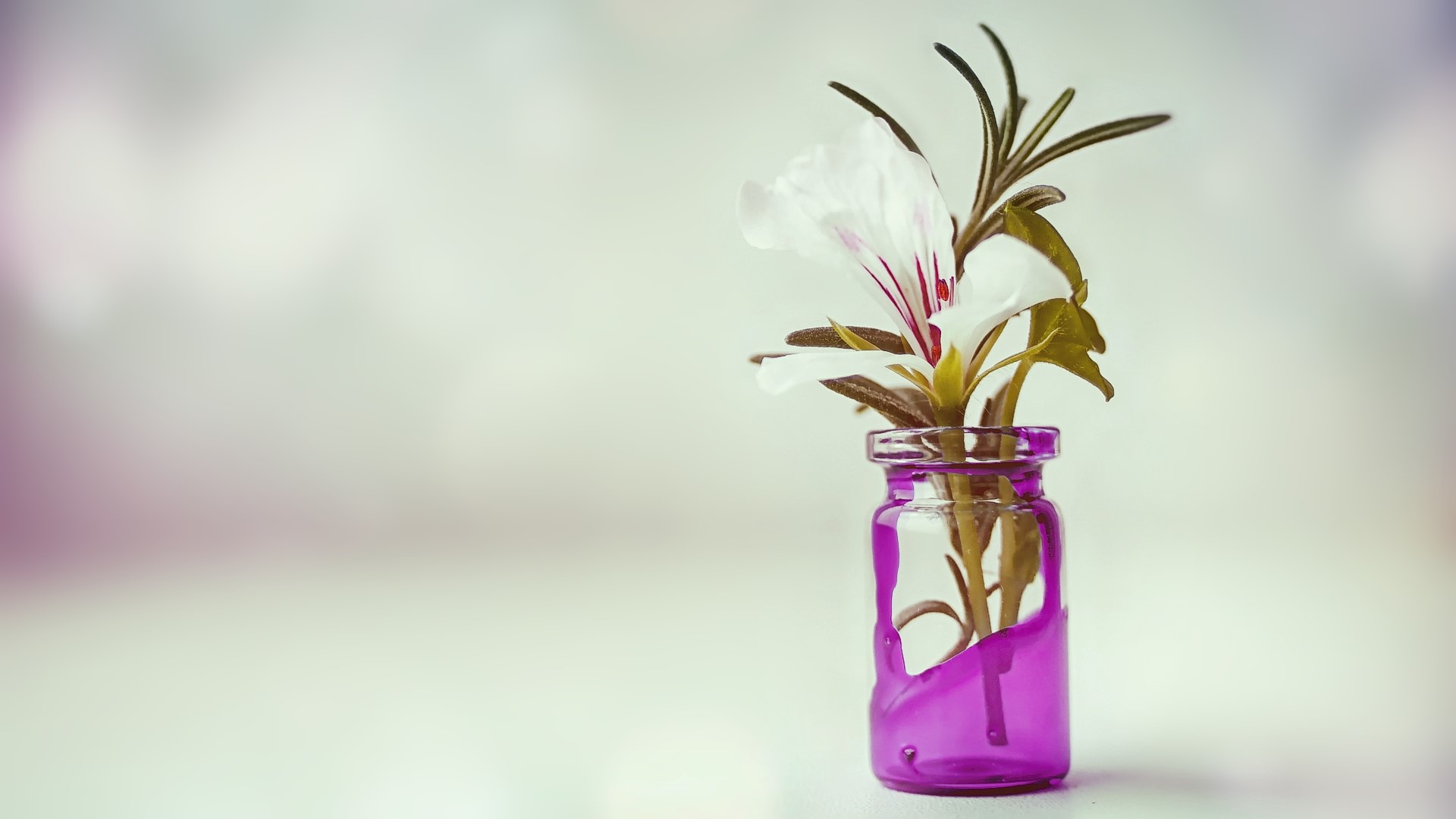 White flower in a purple vase HD Wallpaper