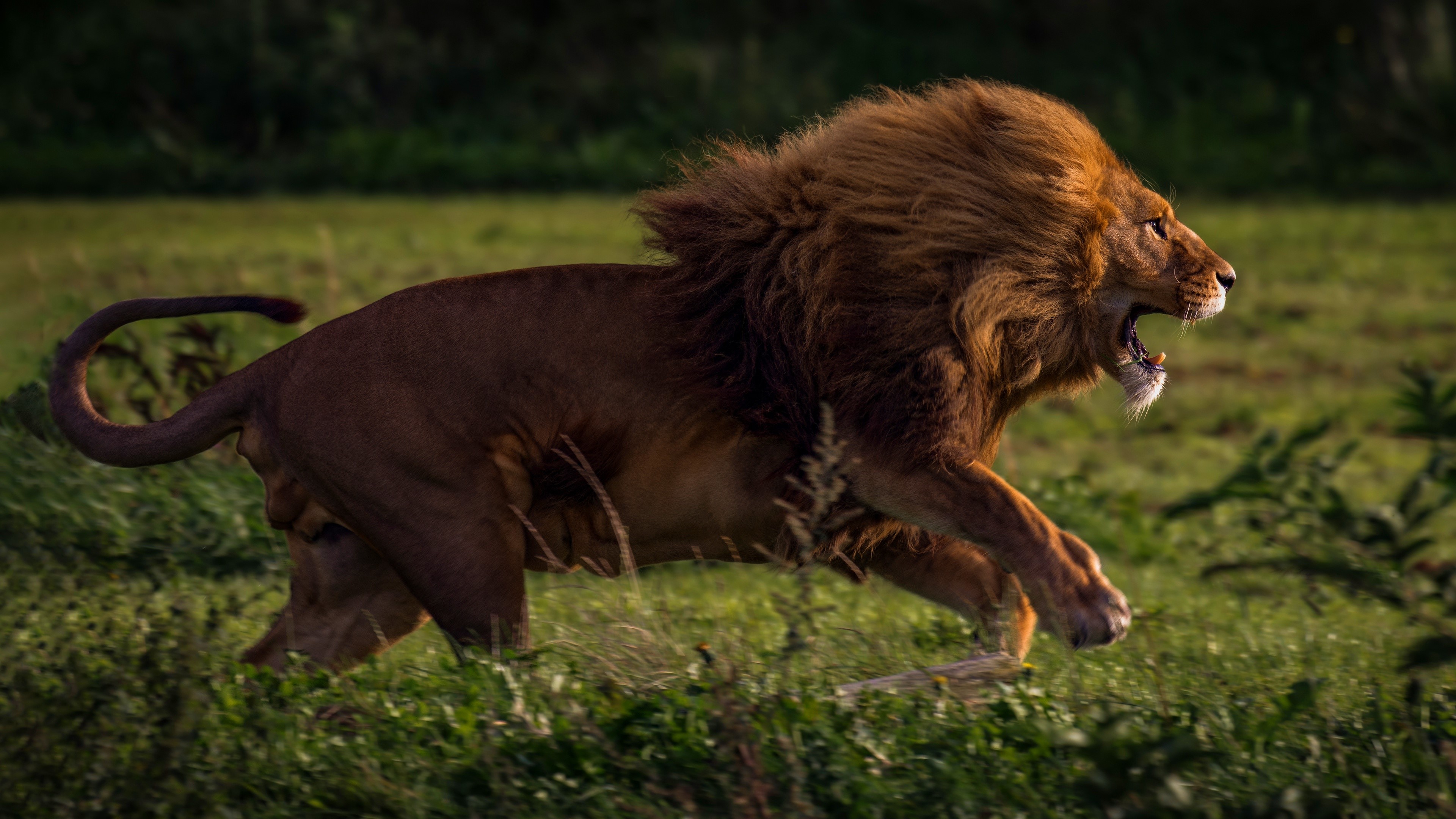 Lion running in a grassy field HD Wallpaper
