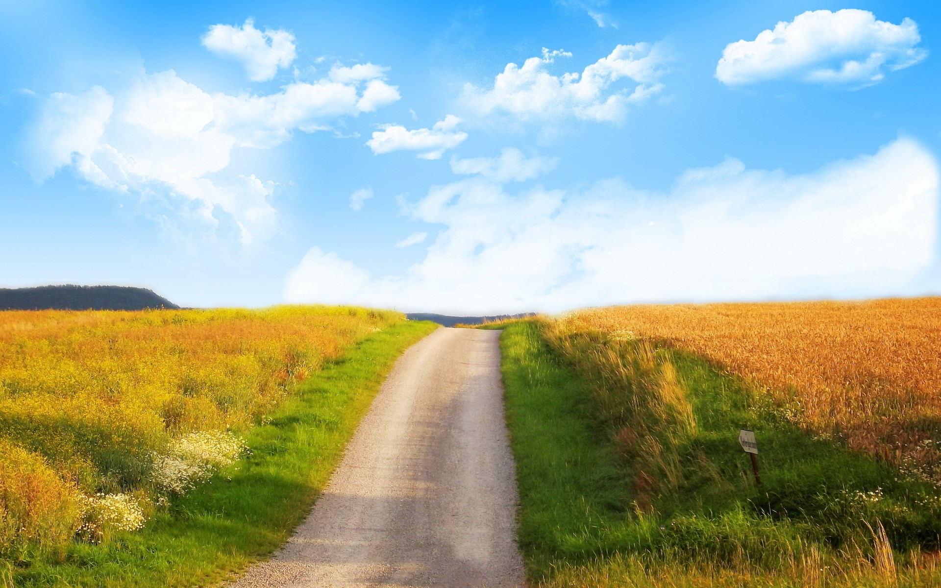 Dirt road through fields of wheat and wildflowers under a blue sky HD Wallpaper