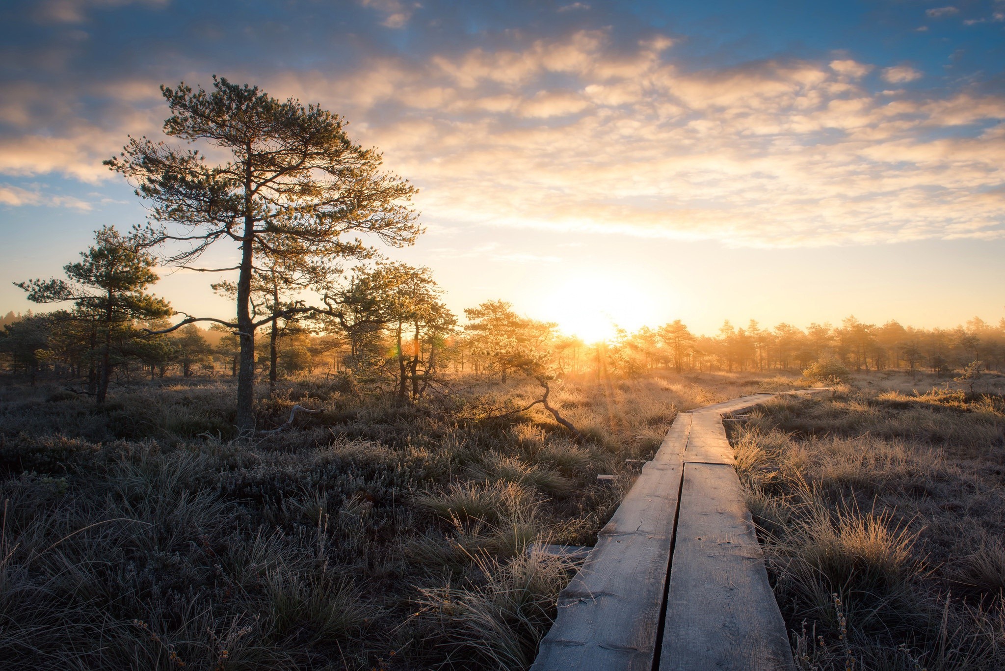 Wooden boardwalk through a frosty marsh at sunrise HD Wallpaper