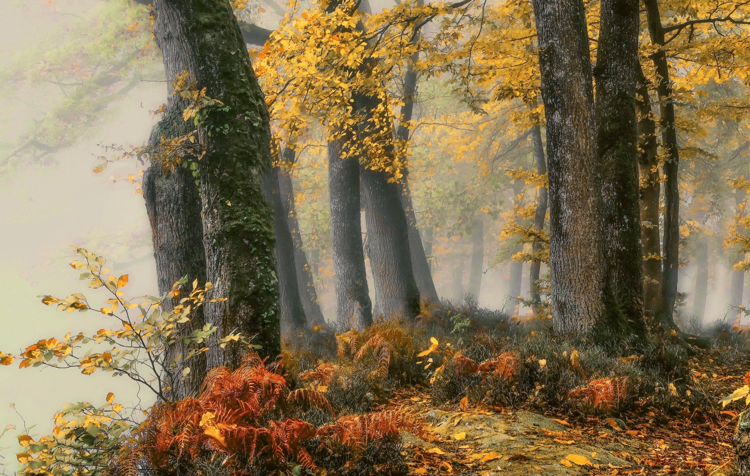 Misty forest with autumn foliage and ferns HD Wallpaper
