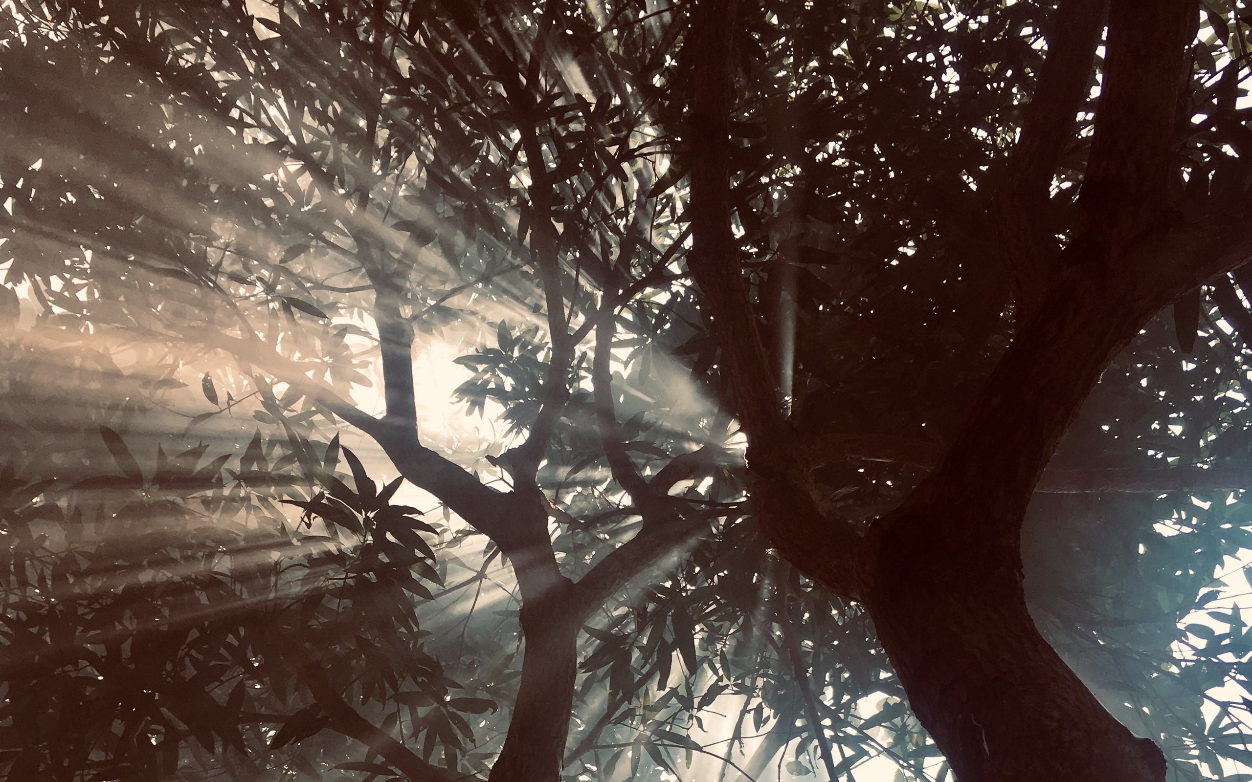 Sun rays filtering through trees HD Wallpaper