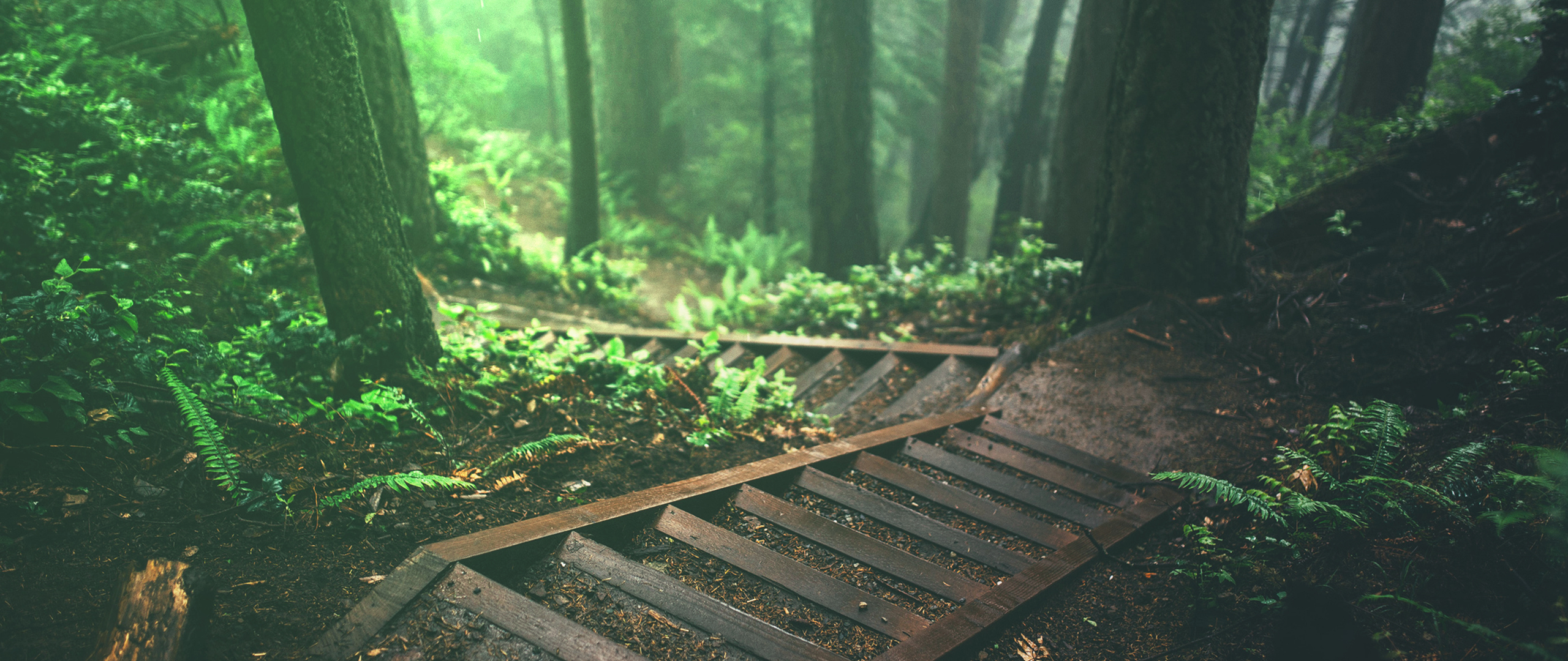 Wooden stairs descending into a misty forest HD Wallpaper