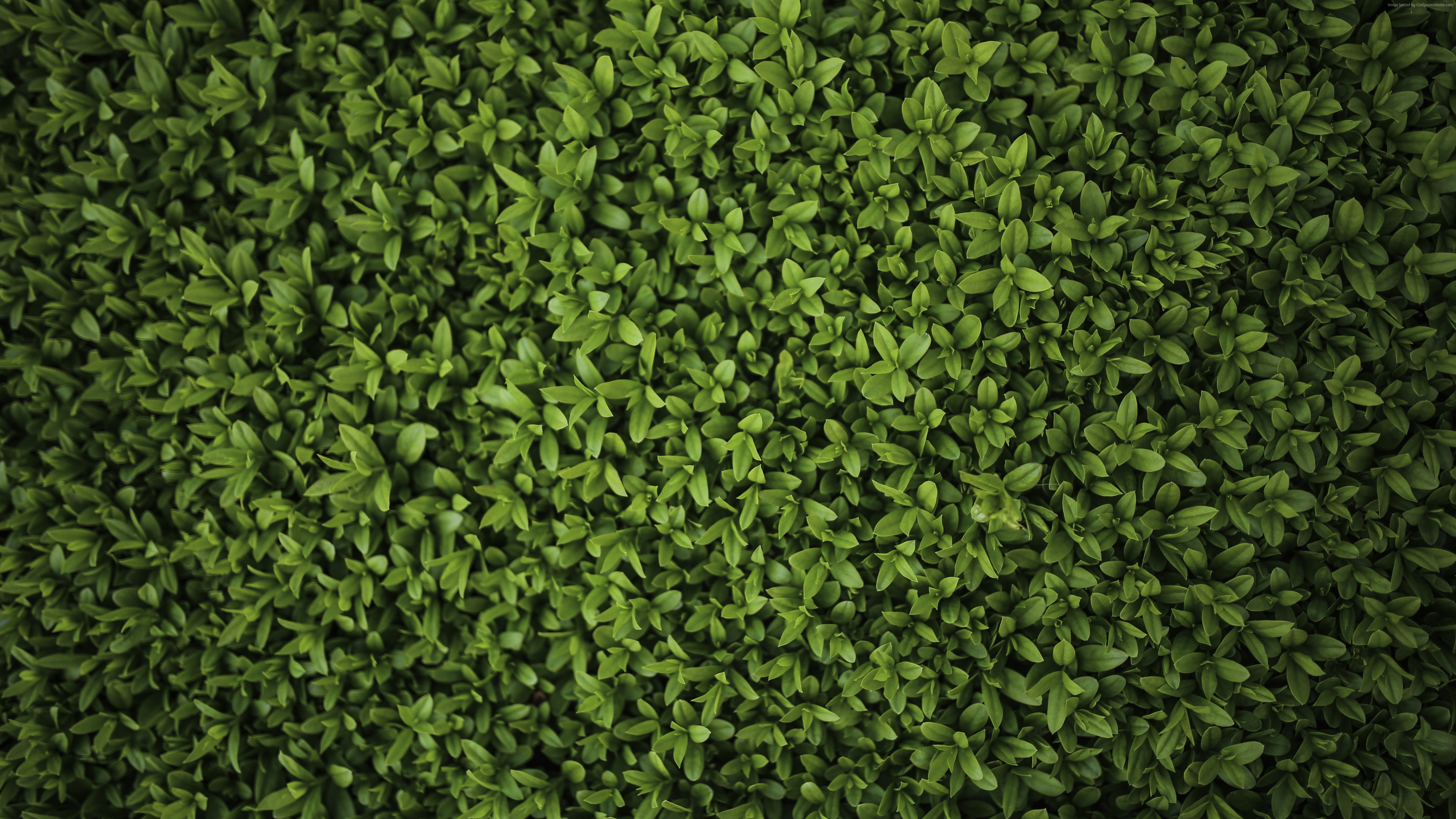 Green leaves, nature, plants, 4K HD Wallpaper