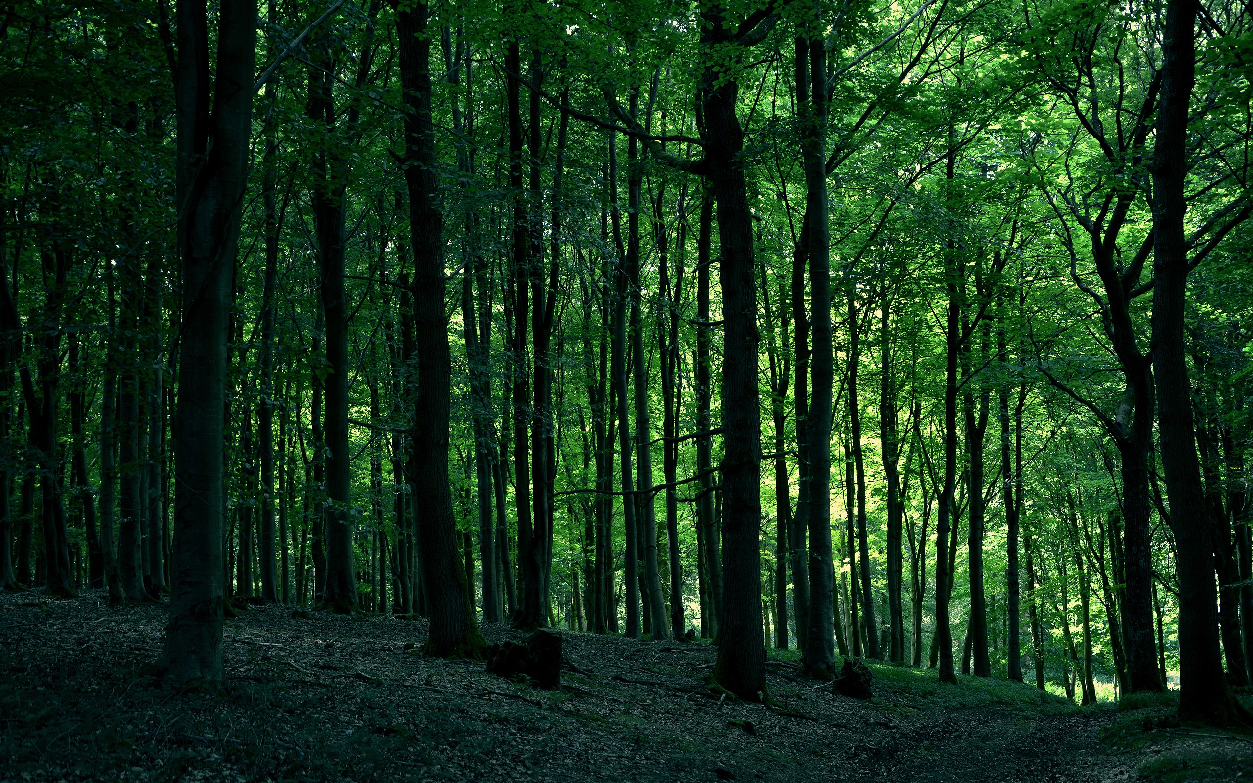 Dark green forest with tall trees and dappled sunlight HD Wallpaper