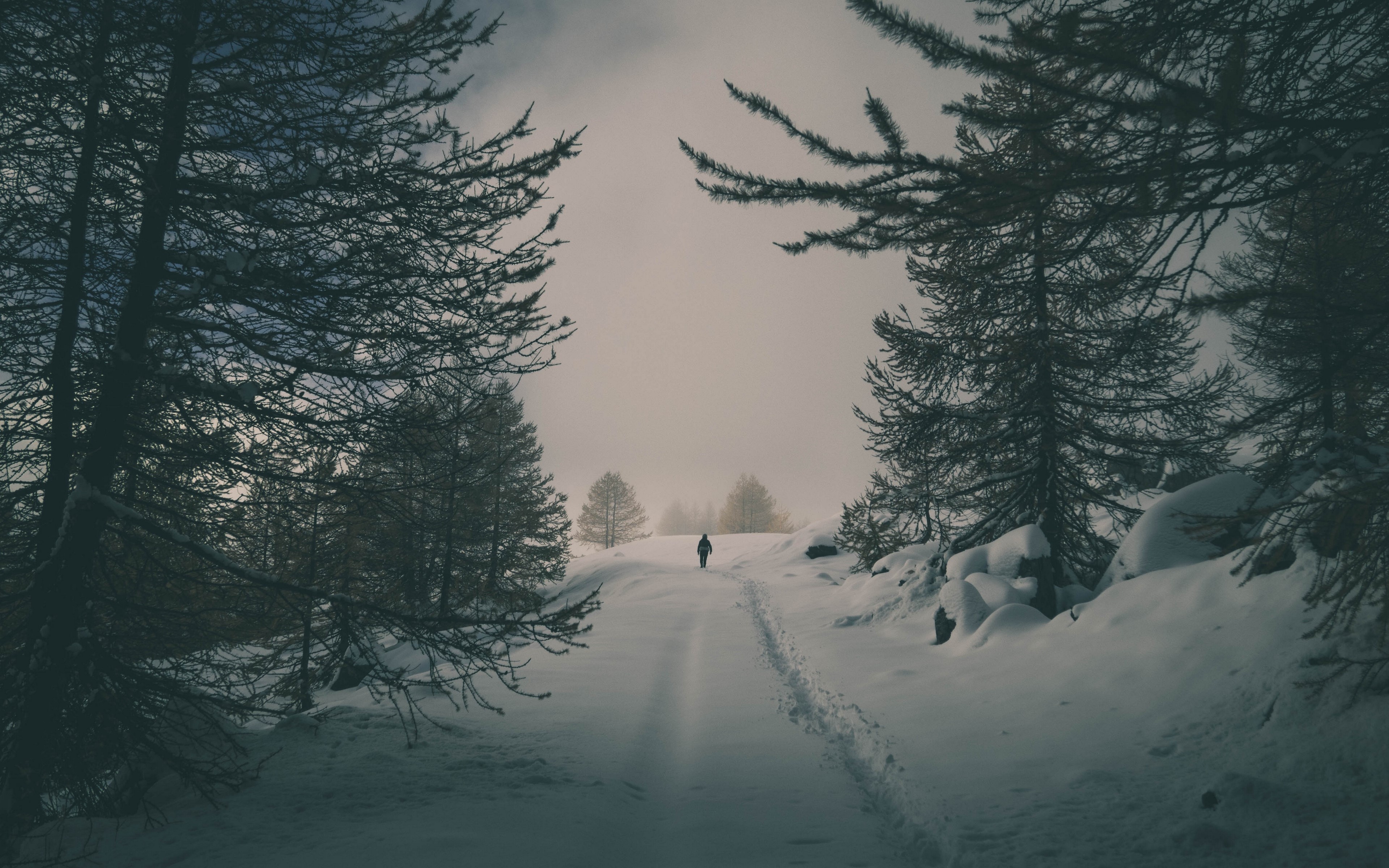 4K winter forest landscape with snow HD Wallpaper