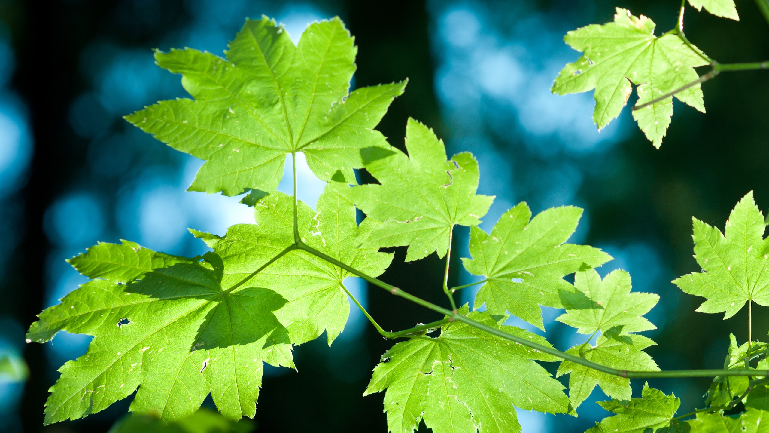 Green maple leaves on branches with blurred blue background HD Wallpaper