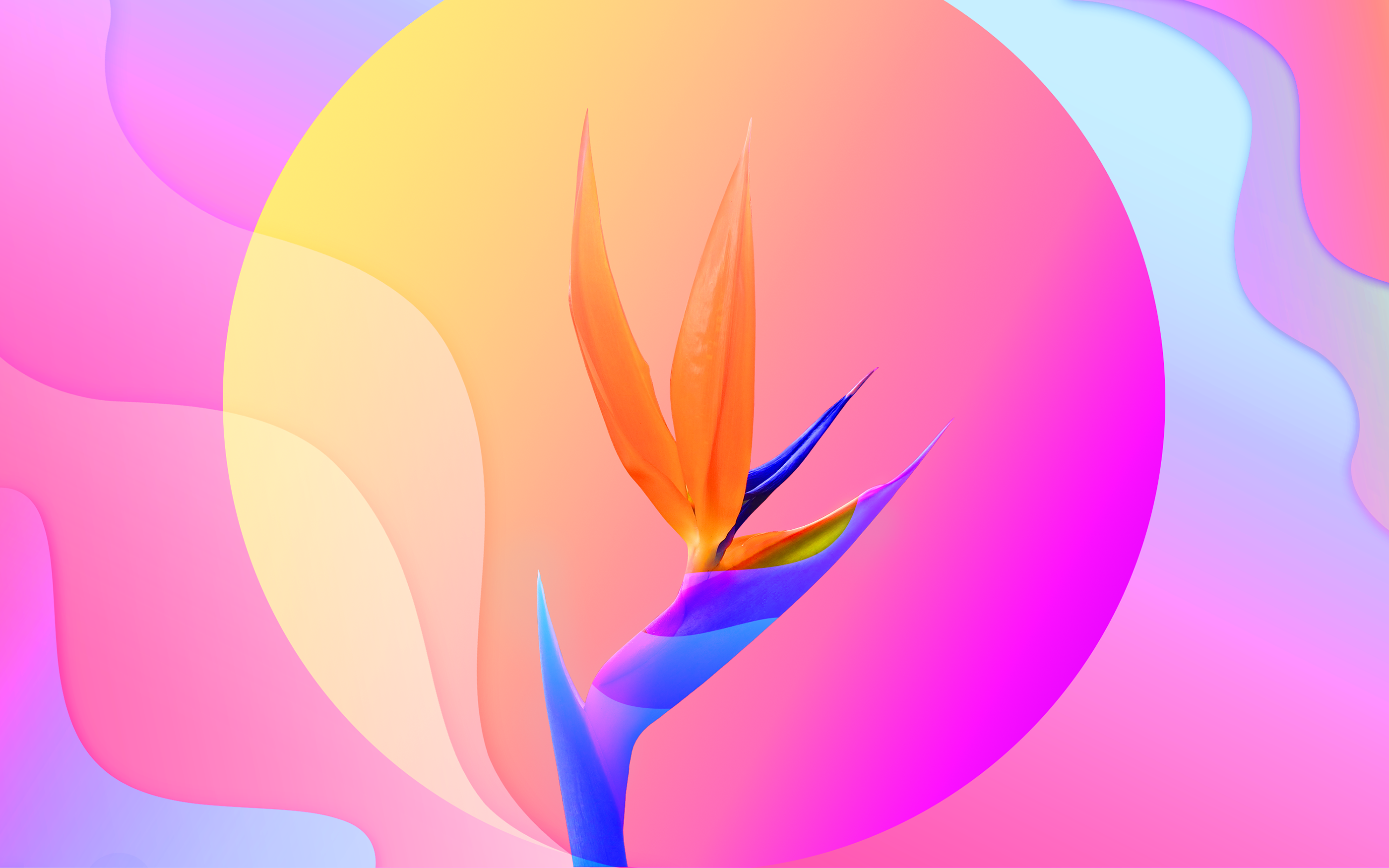 Bird of Paradise flower on a colorful gradient background HD Wallpaper