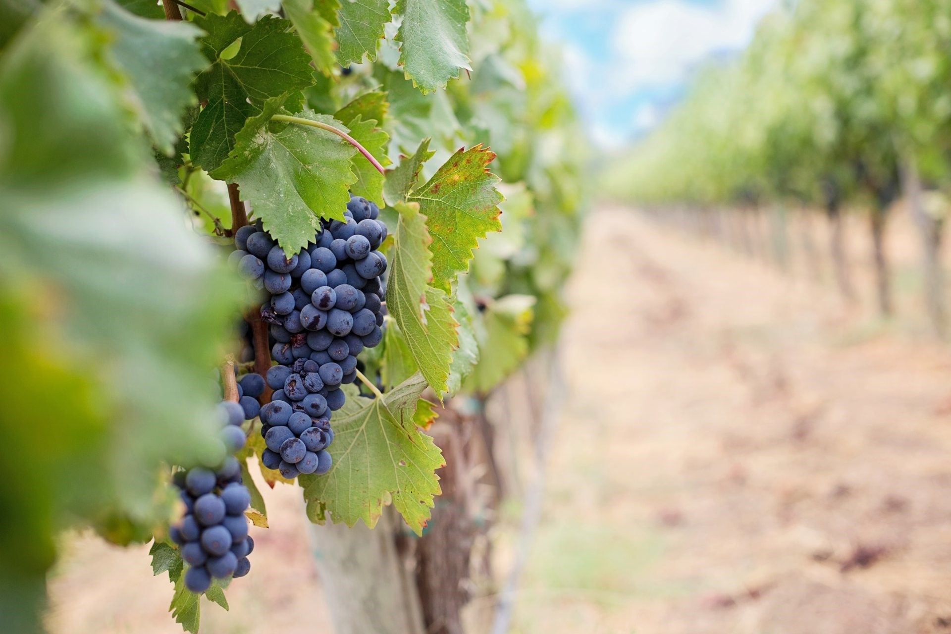 Grapes on the vine in a vineyard HD Wallpaper
