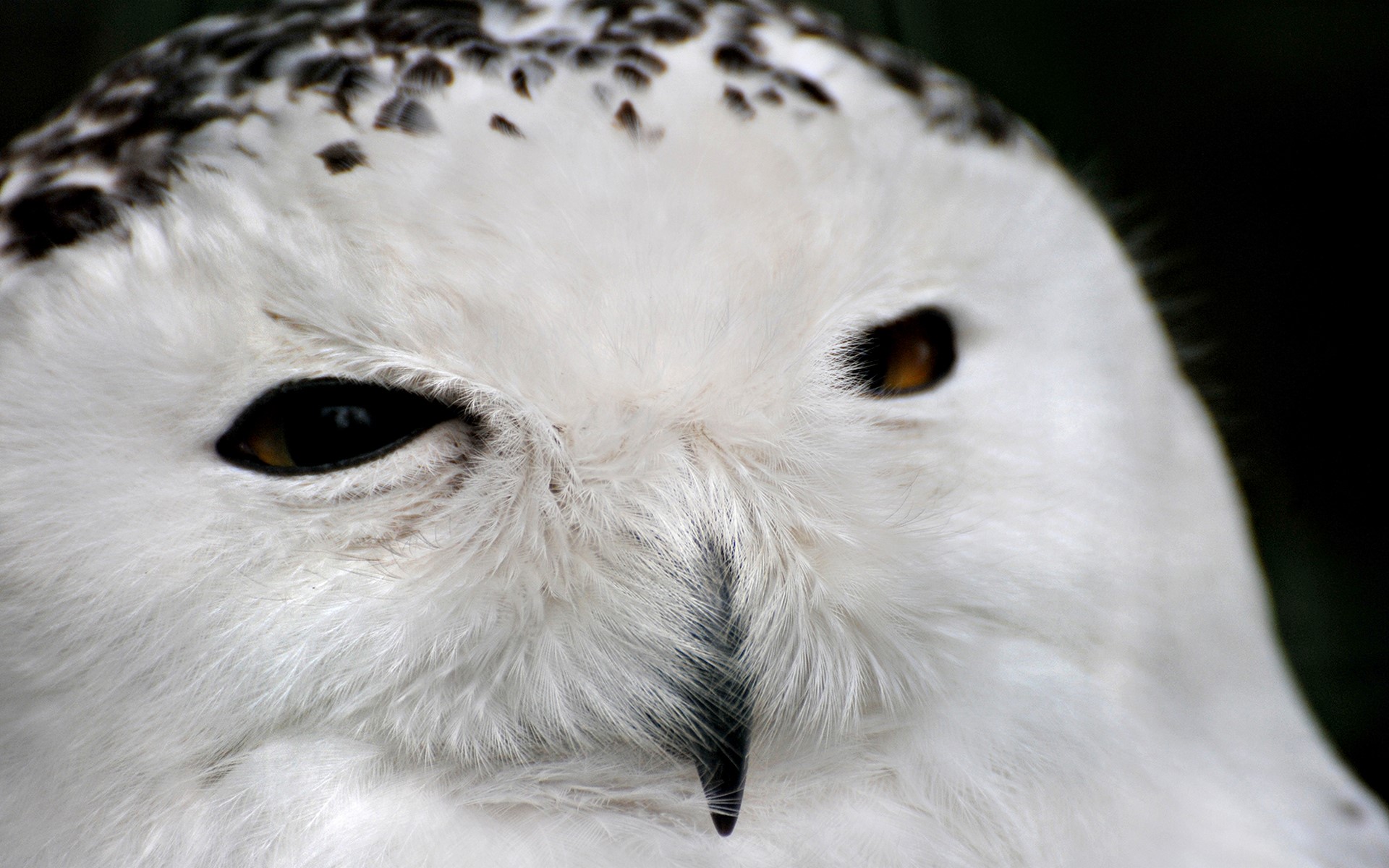 Close-up of a snowy owl's face HD Wallpaper