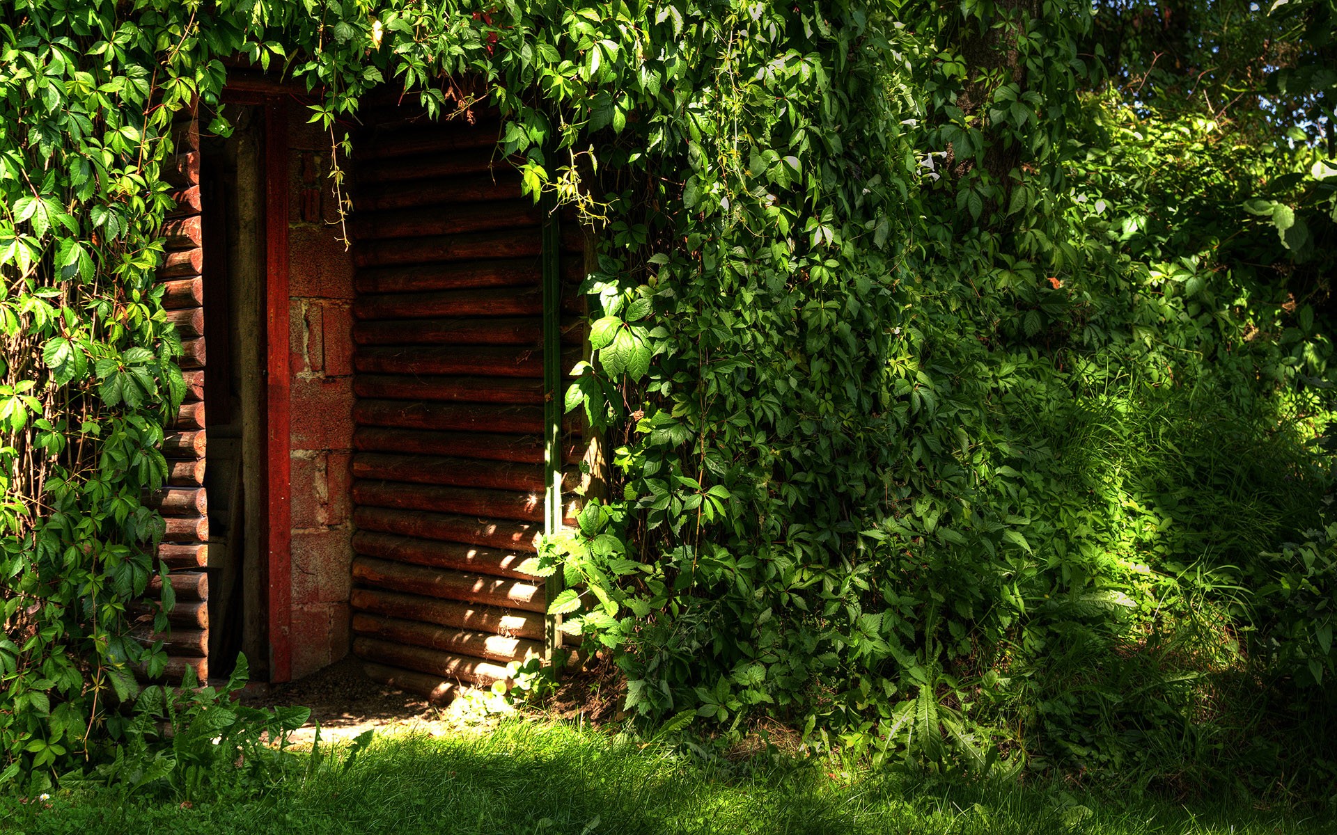 Doorway overgrown with green plants and dappled sunlight HD Wallpaper