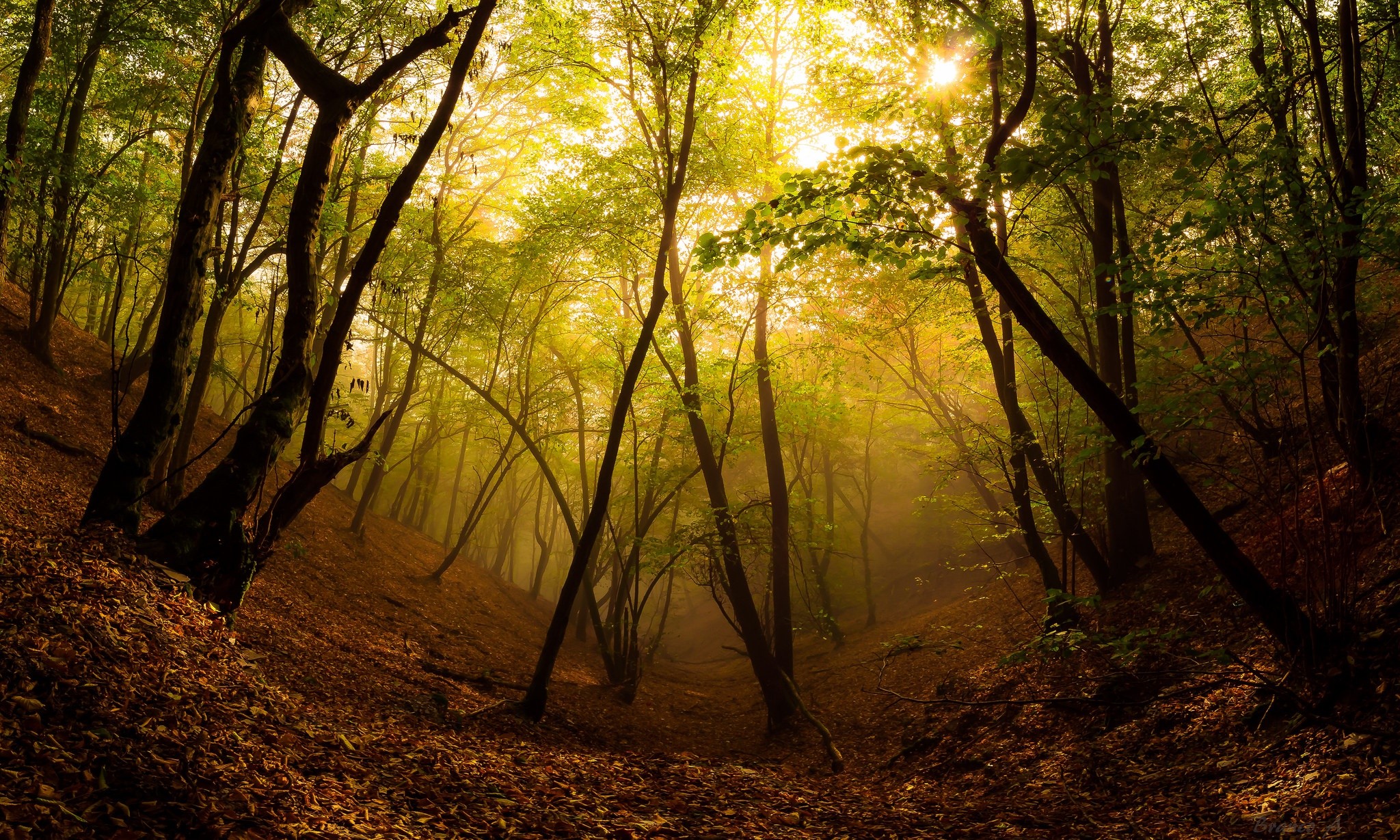 Sunlight filtering through trees in a misty forest during fall HD Wallpaper