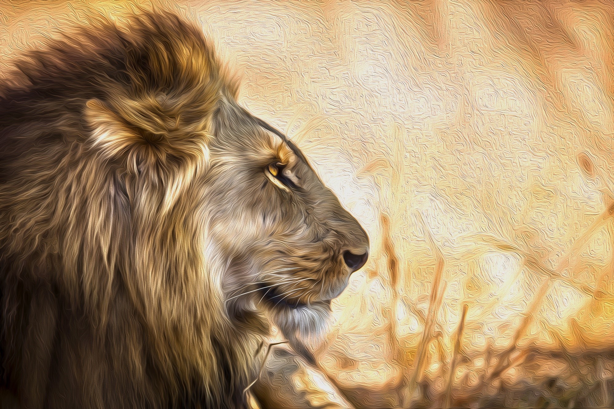 Lion in the African Savannah HD Wallpaper