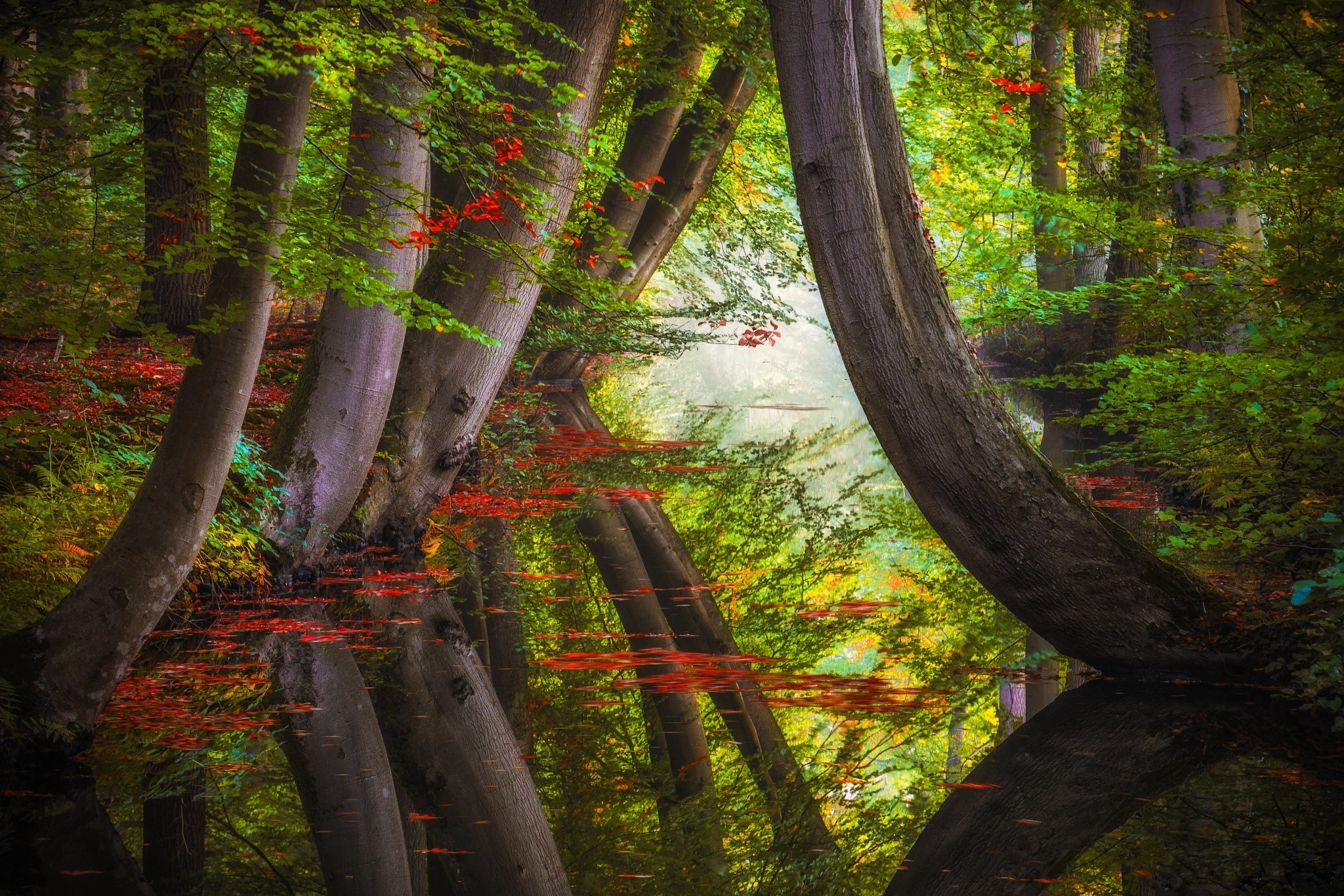 Trees reflected in calm water in a forest HD Wallpaper