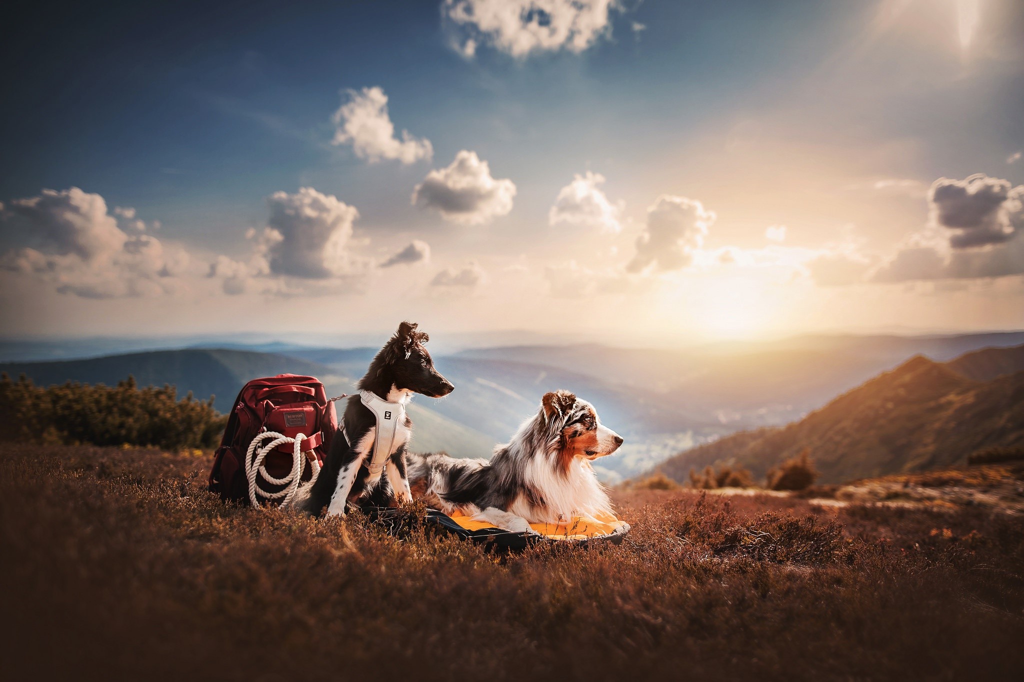 Two dogs with a backpack on a mountain at sunset HD Wallpaper