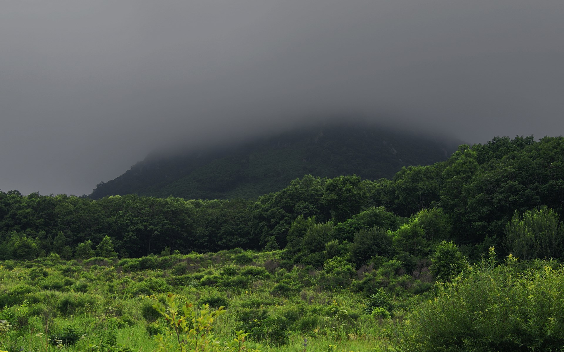 Misty mountain peak behind a dense forest HD Wallpaper