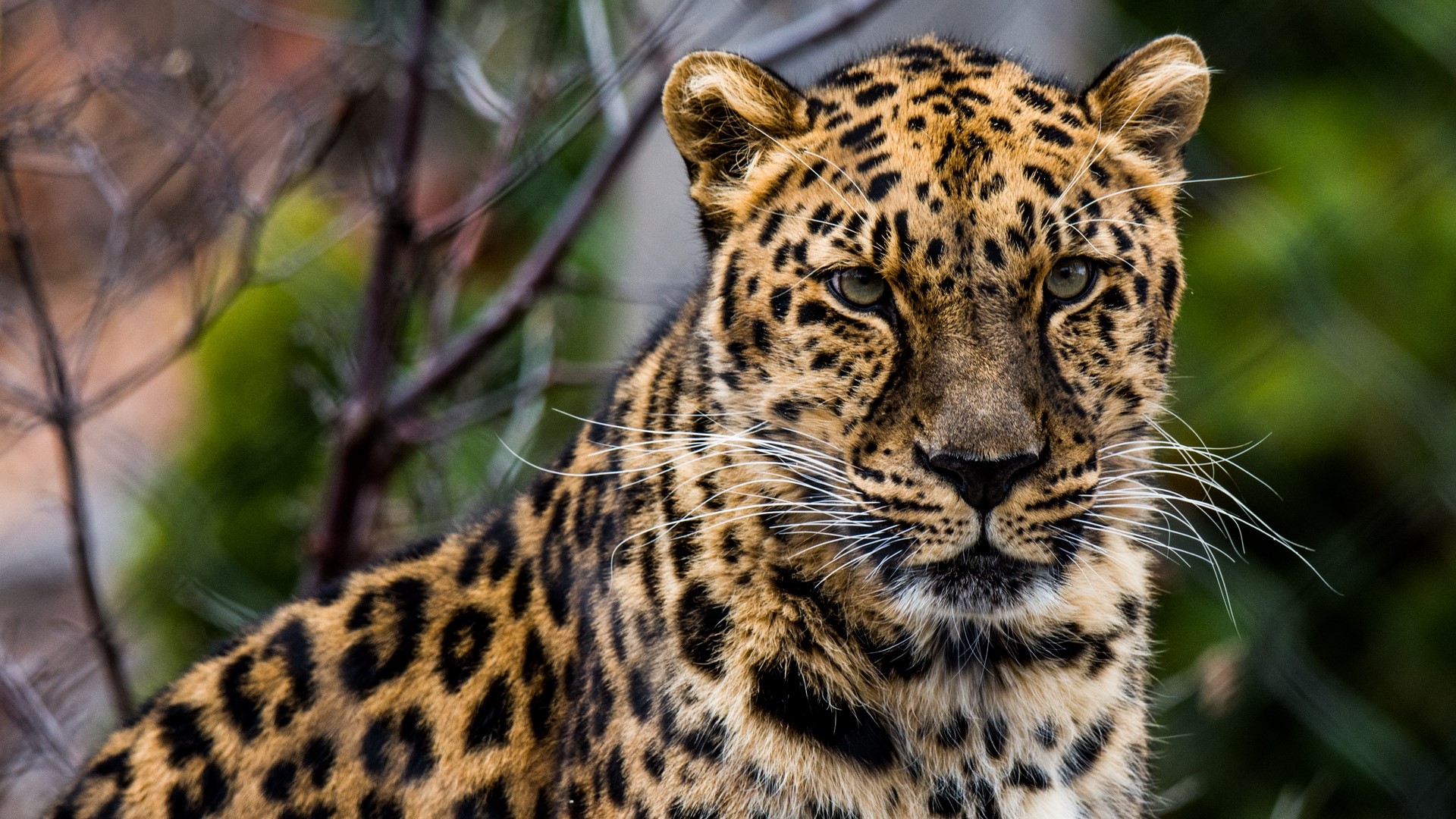 Close-up of a leopard's face HD Wallpaper