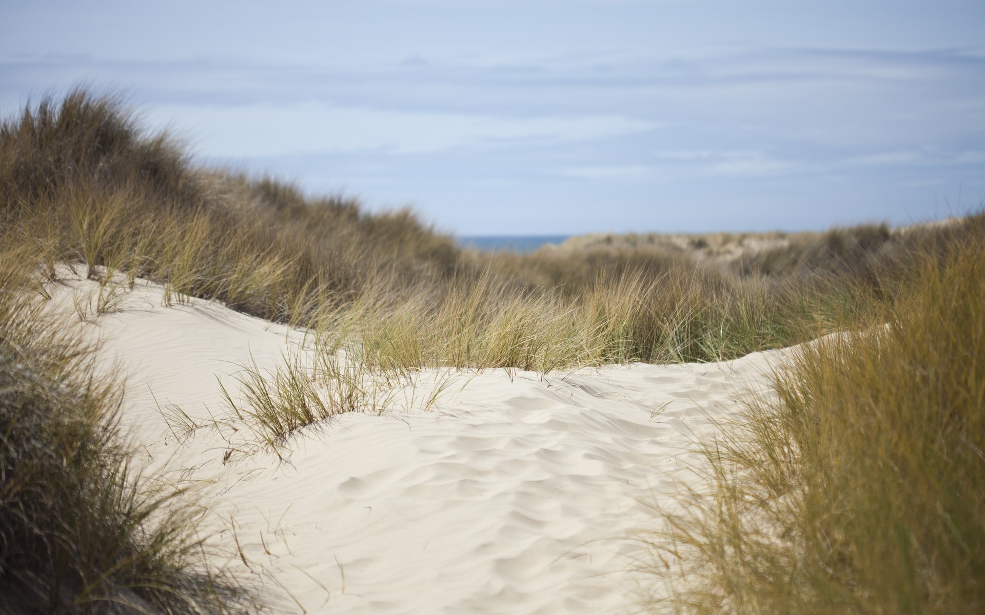 Sandy dunes with tall grass and the ocean in the distance HD Wallpaper
