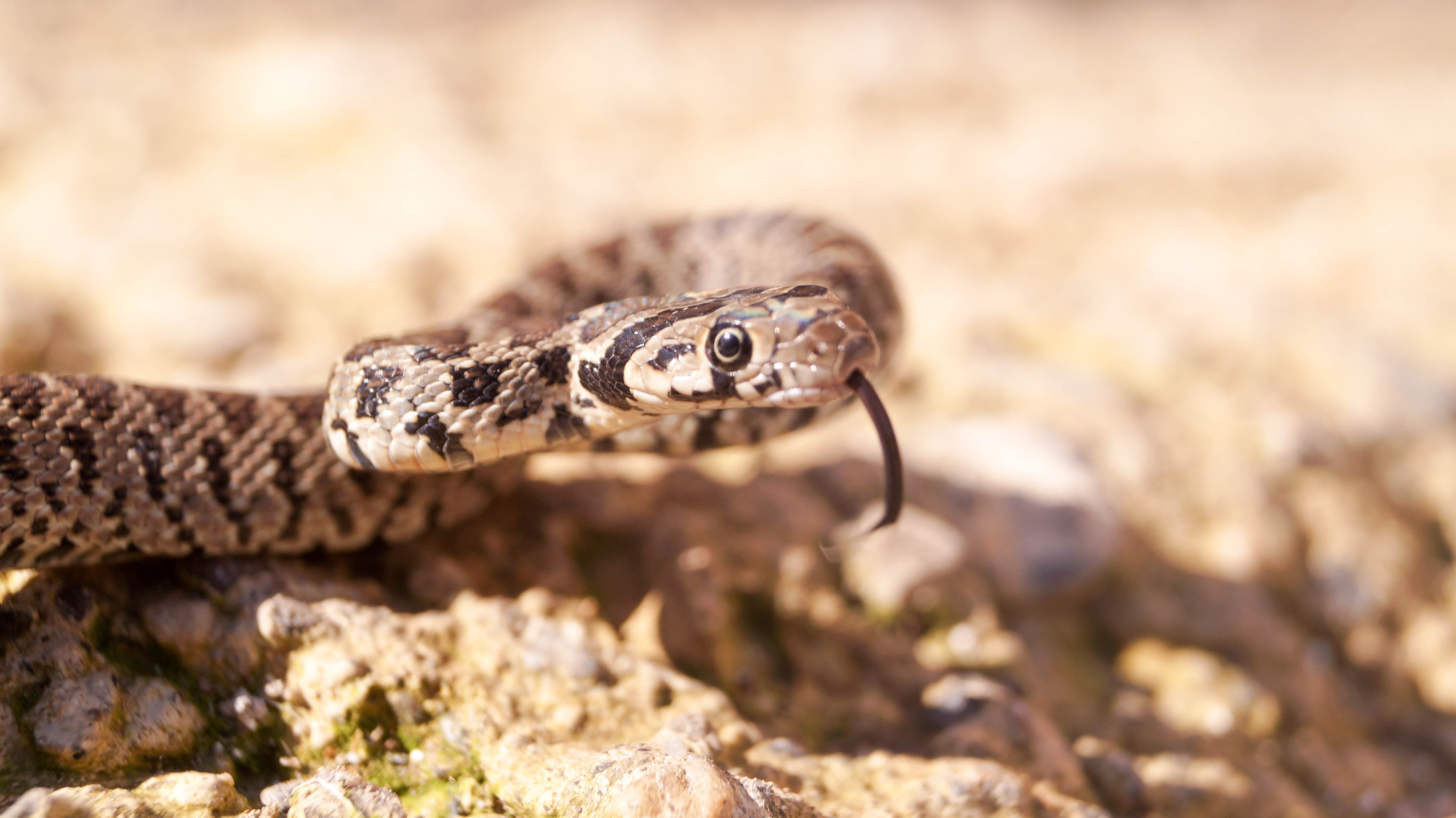 Snake with tongue flicking on rocky ground HD Wallpaper