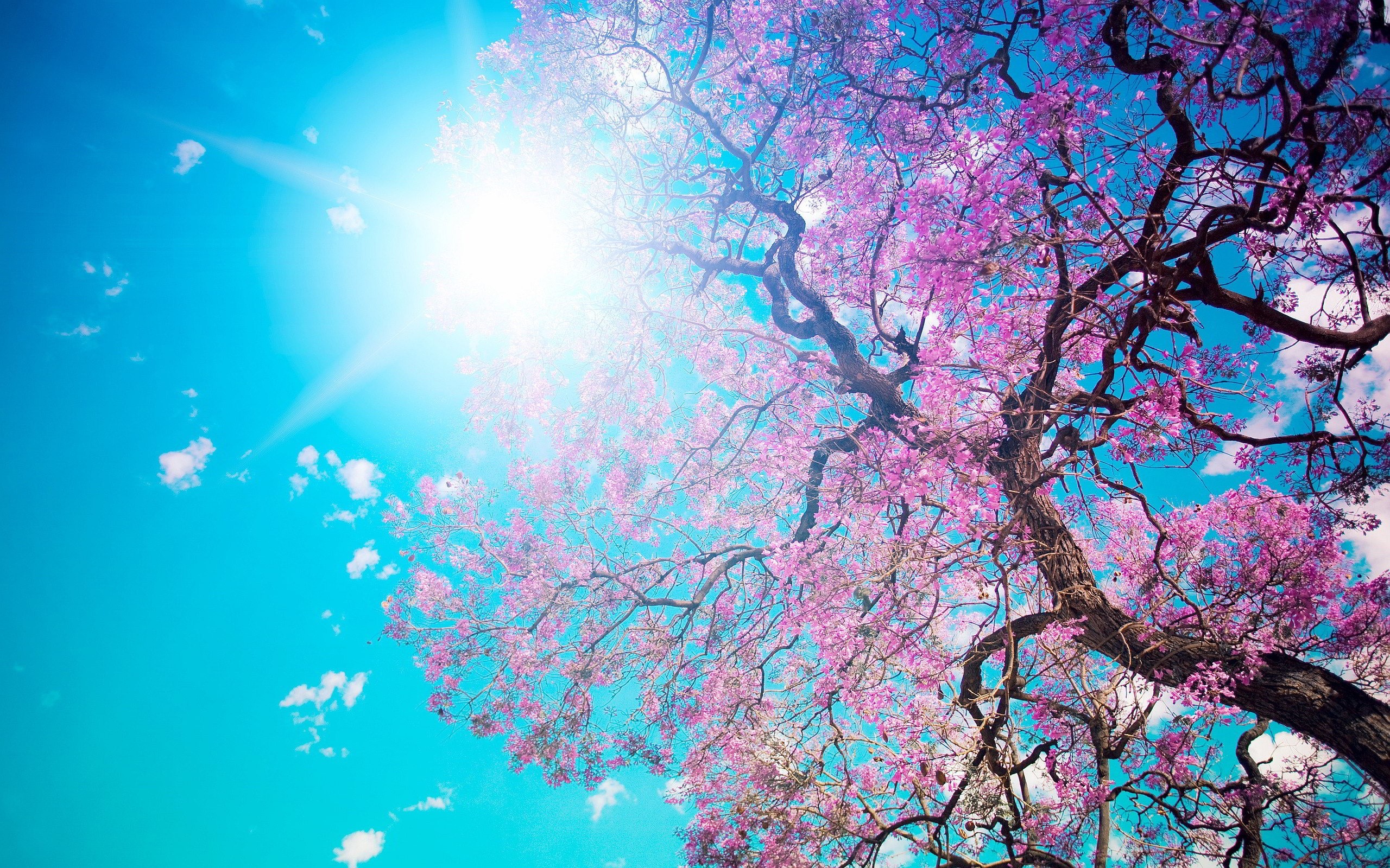 Jacaranda tree with purple flowers against a bright blue sky HD Wallpaper