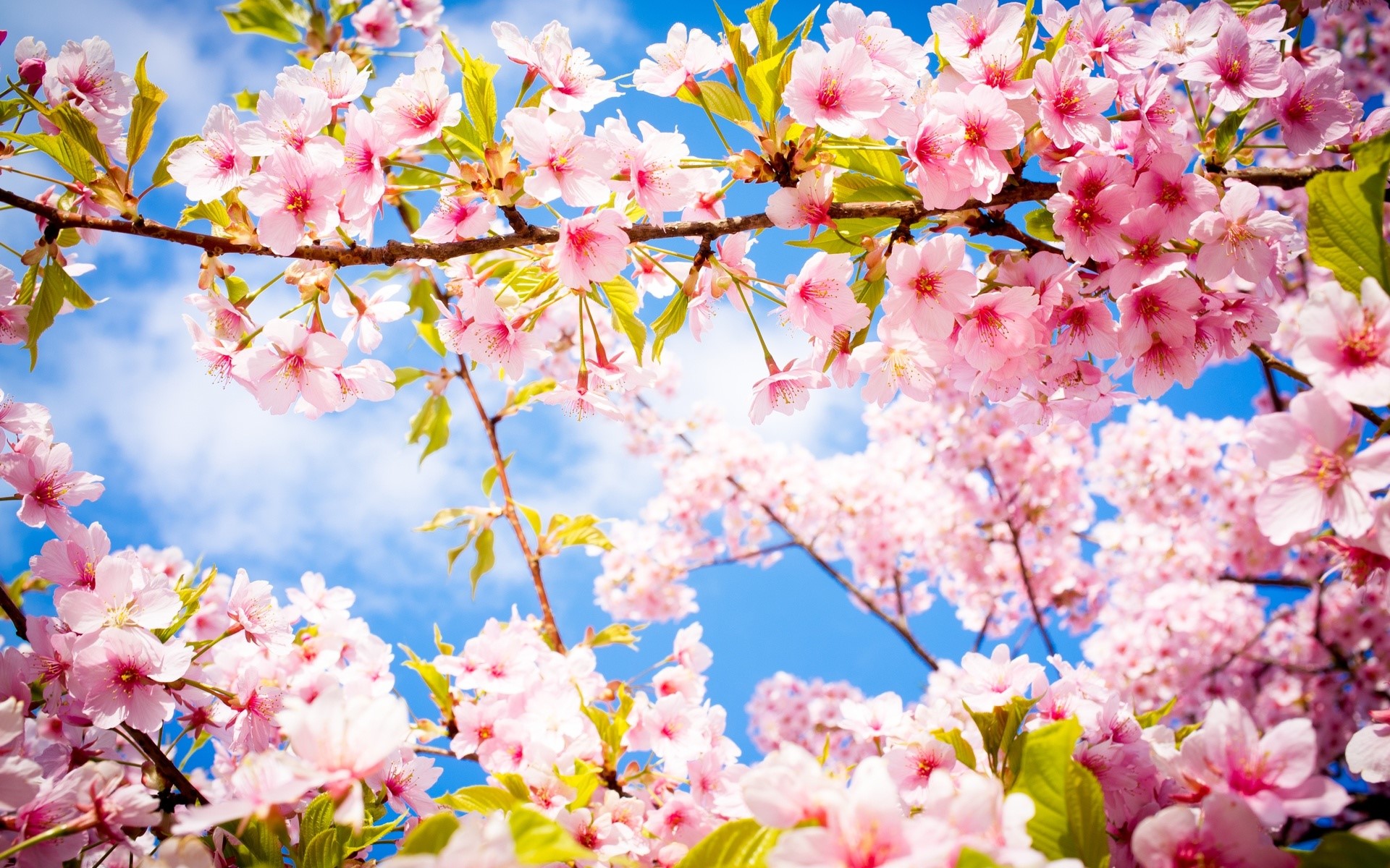 Pink cherry blossoms against a blue sky HD Wallpaper