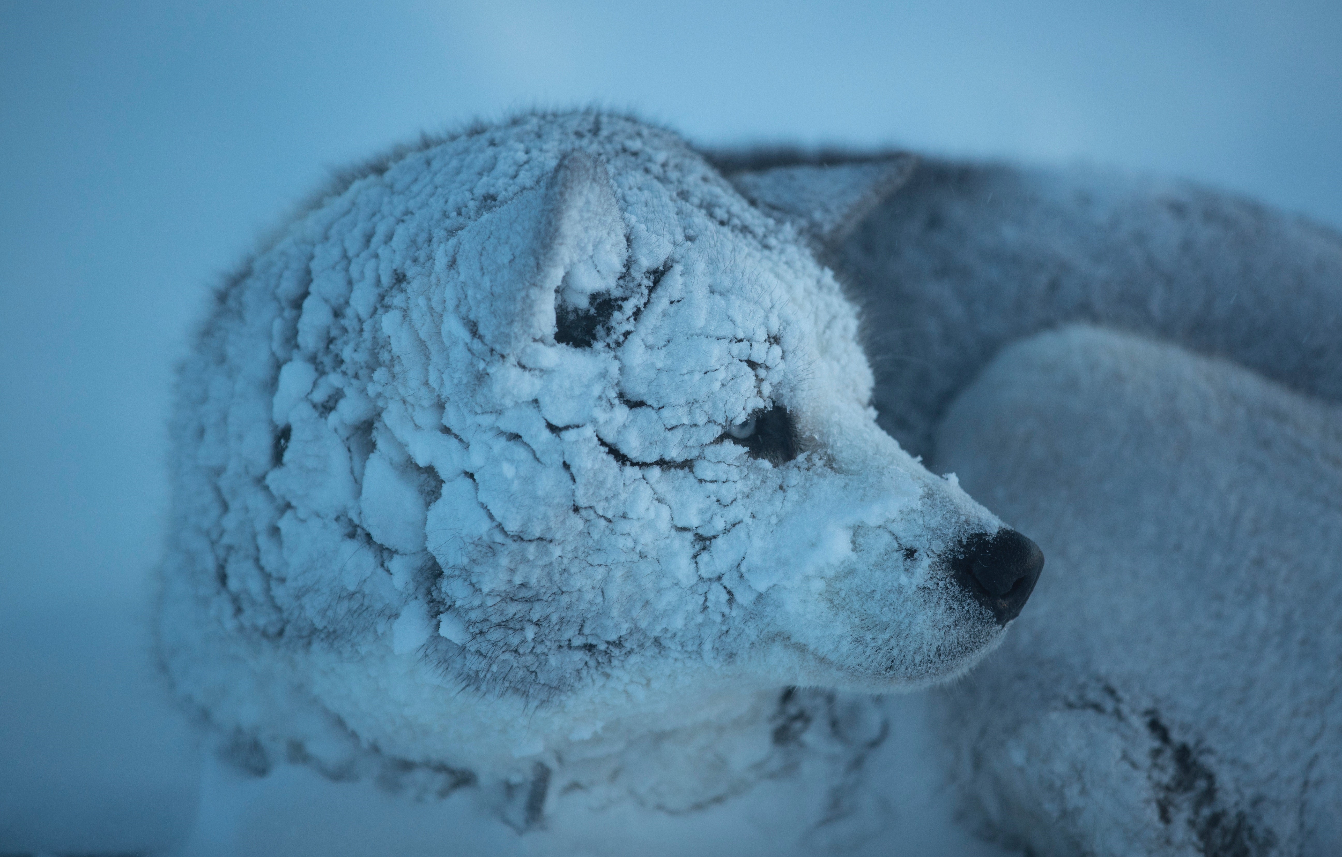 Husky covered in snow in cold winter HD Wallpaper