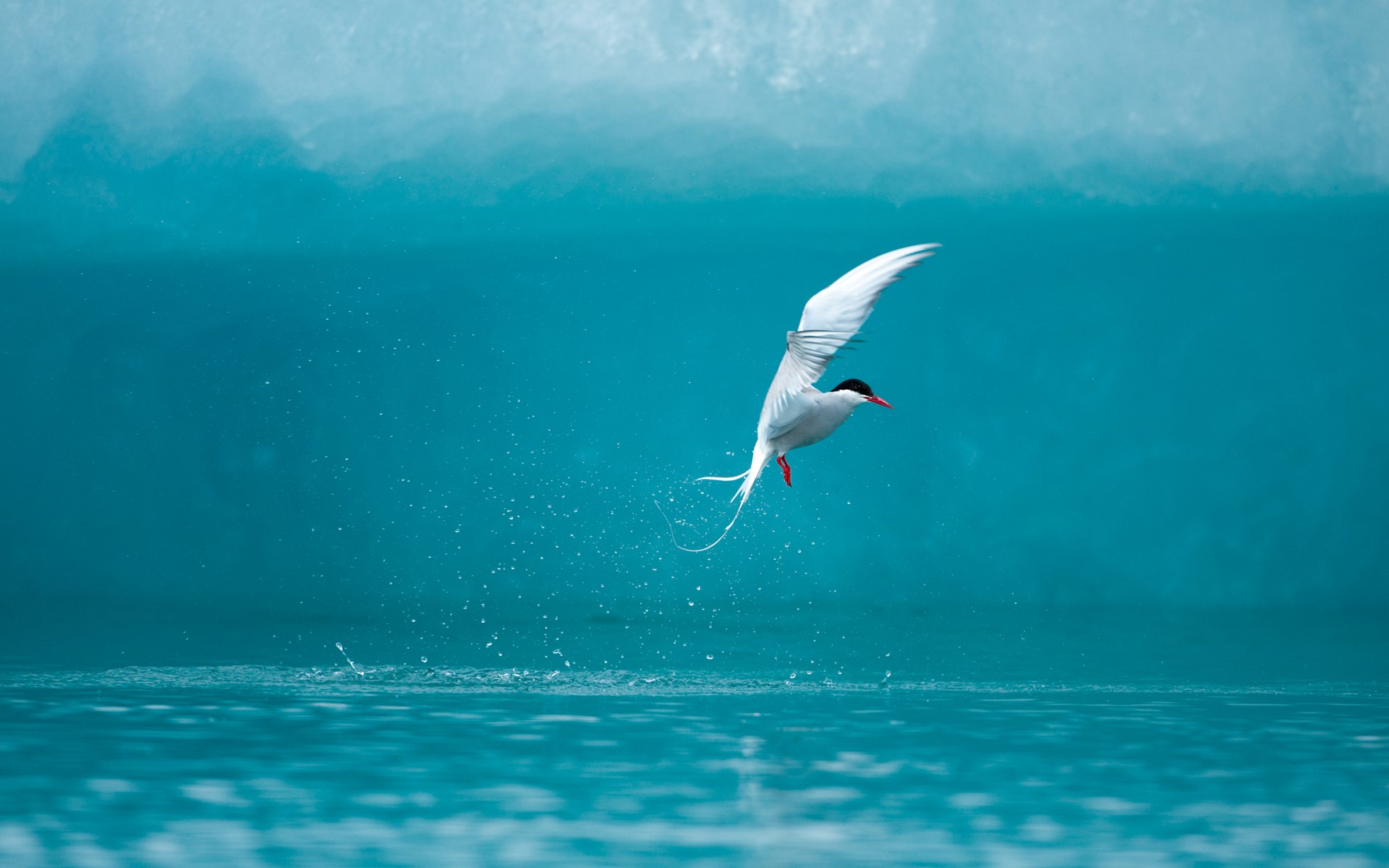 Arctic tern flying over the water HD Wallpaper