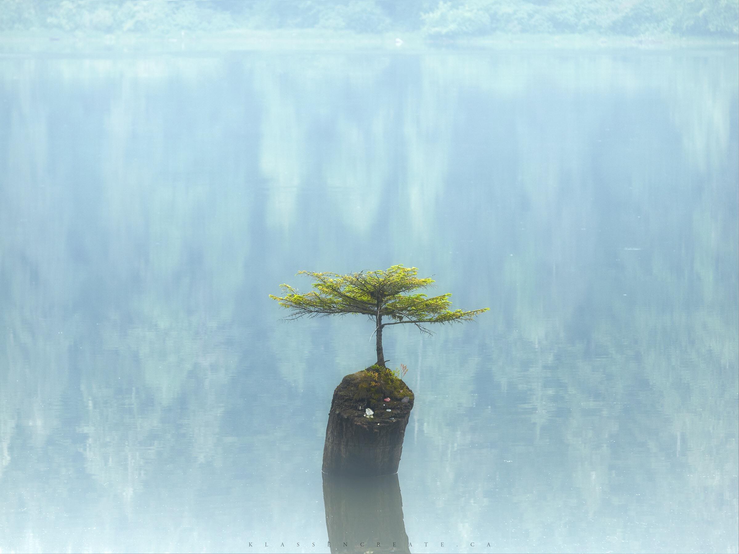 Tree growing on a stump in a calm lake HD Wallpaper