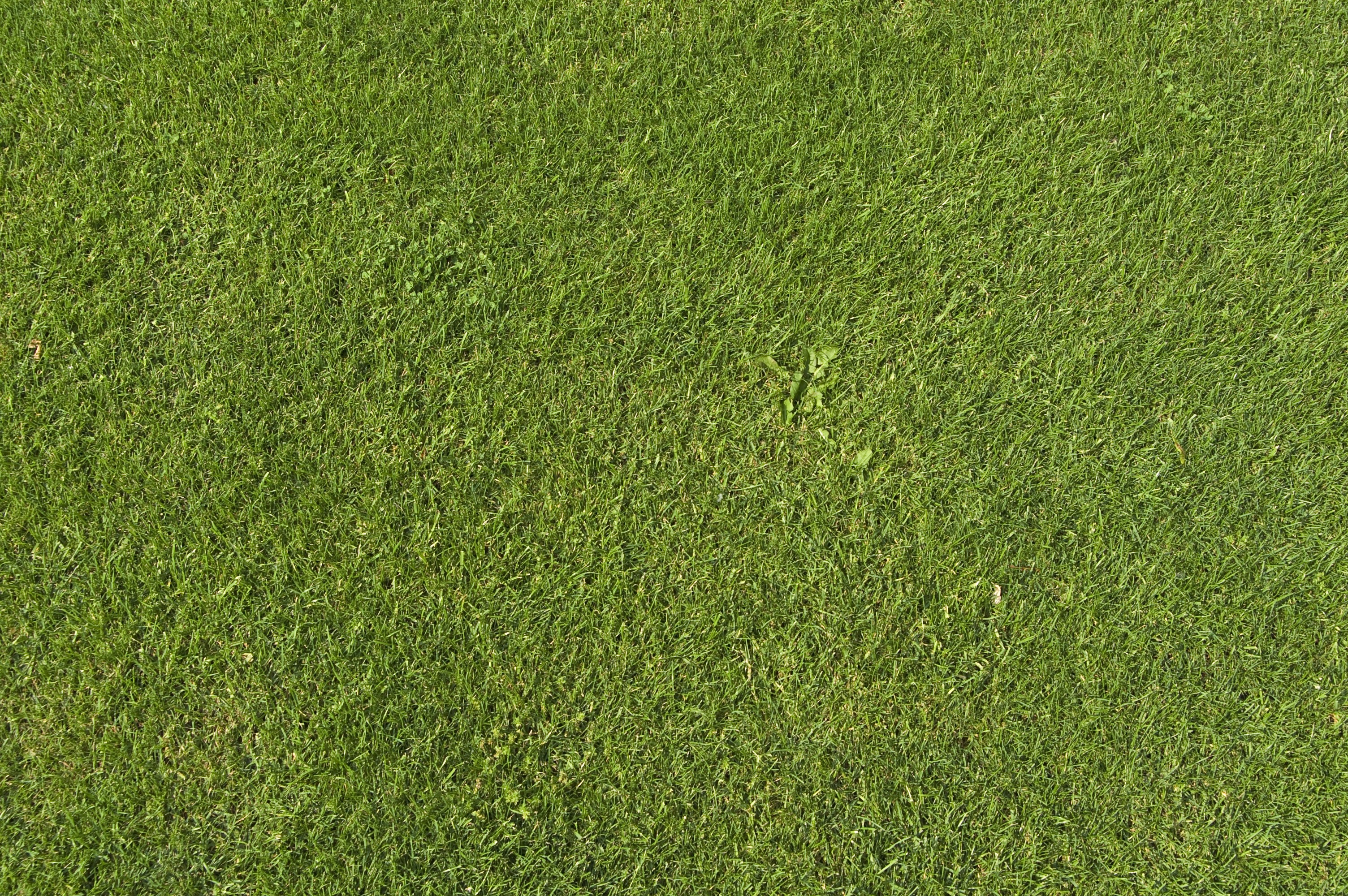 Green grass texture HD Wallpaper