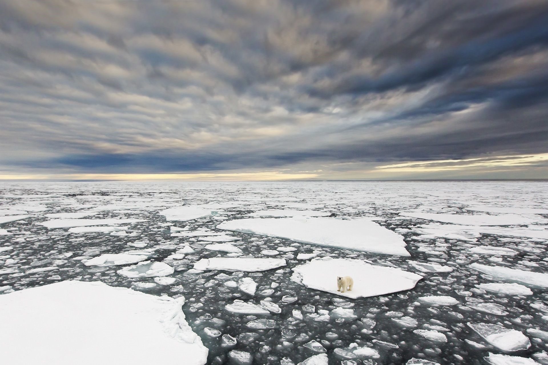 Polar bears on ice floes under cloudy sky HD Wallpaper