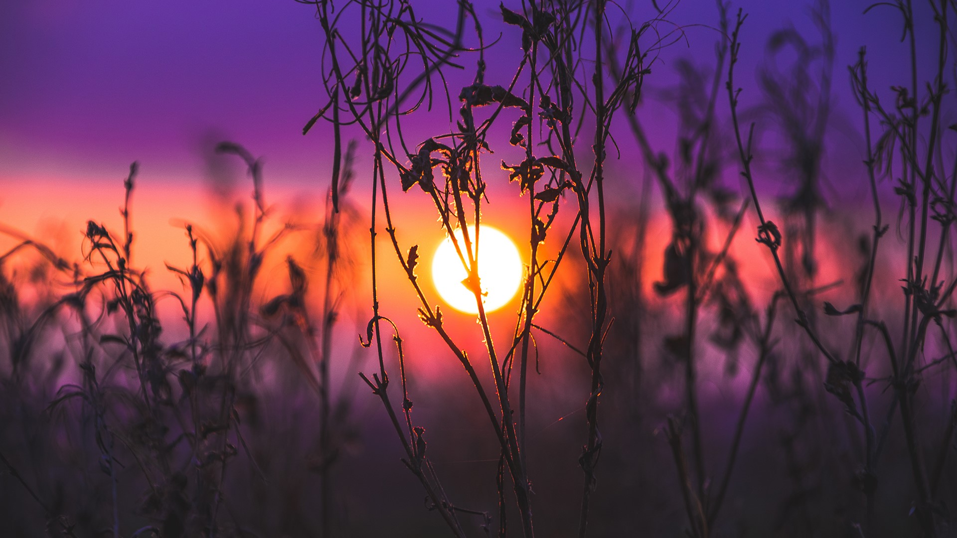 Sun setting behind silhouetted plants HD Wallpaper