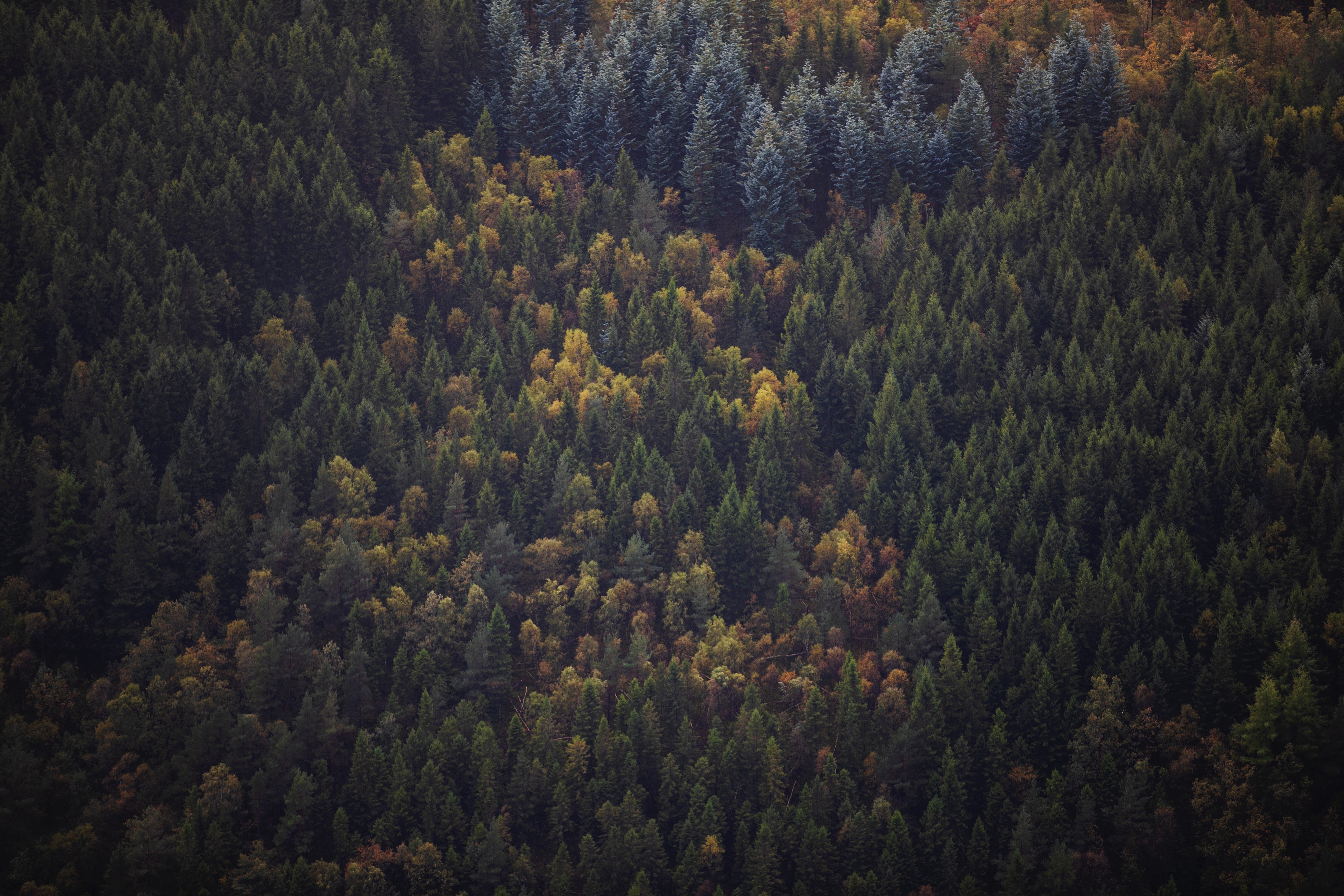 Aerial view of a dense forest with pine trees HD Wallpaper