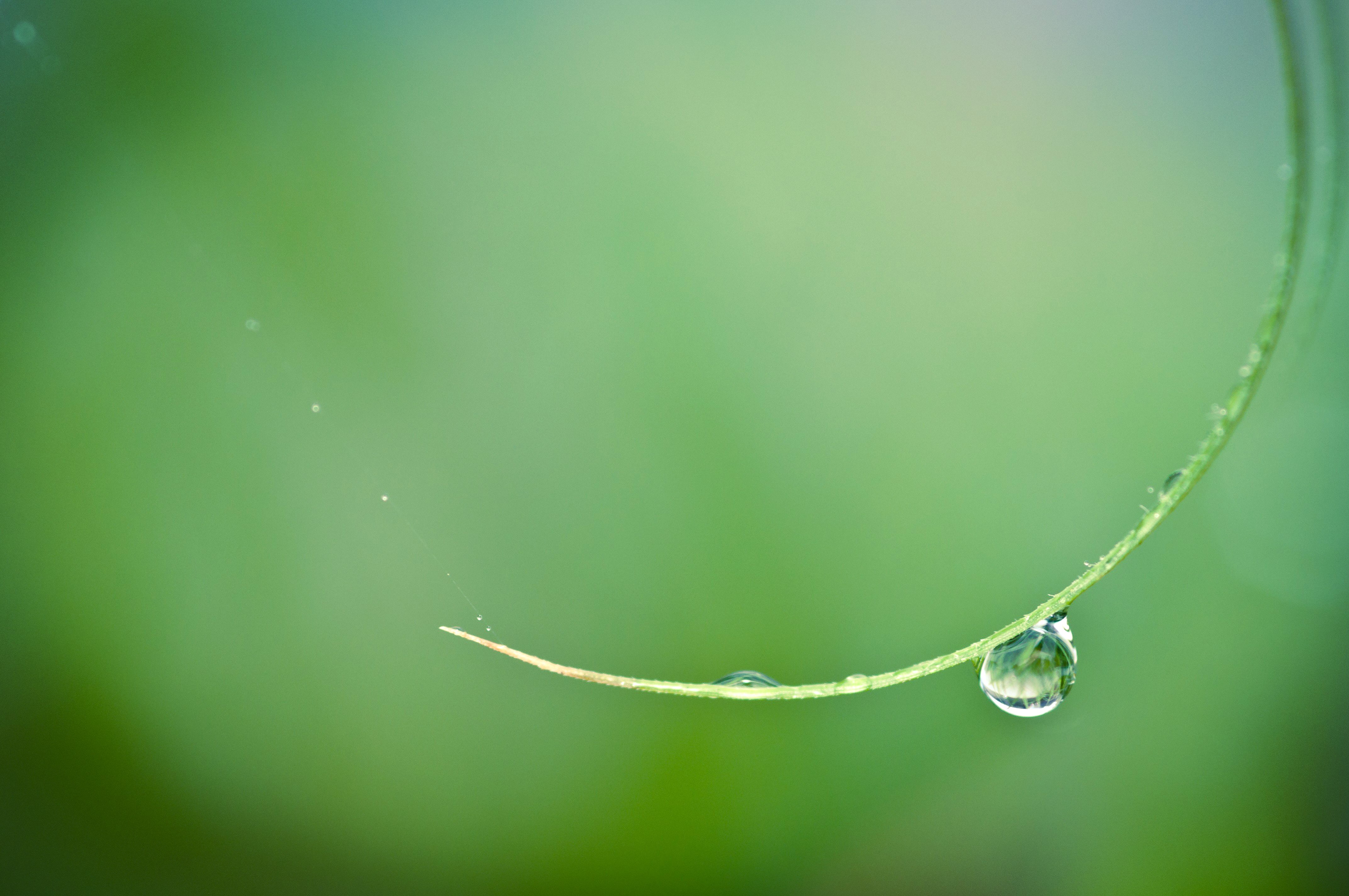 Macro shot of water drop on green leaf HD Wallpaper