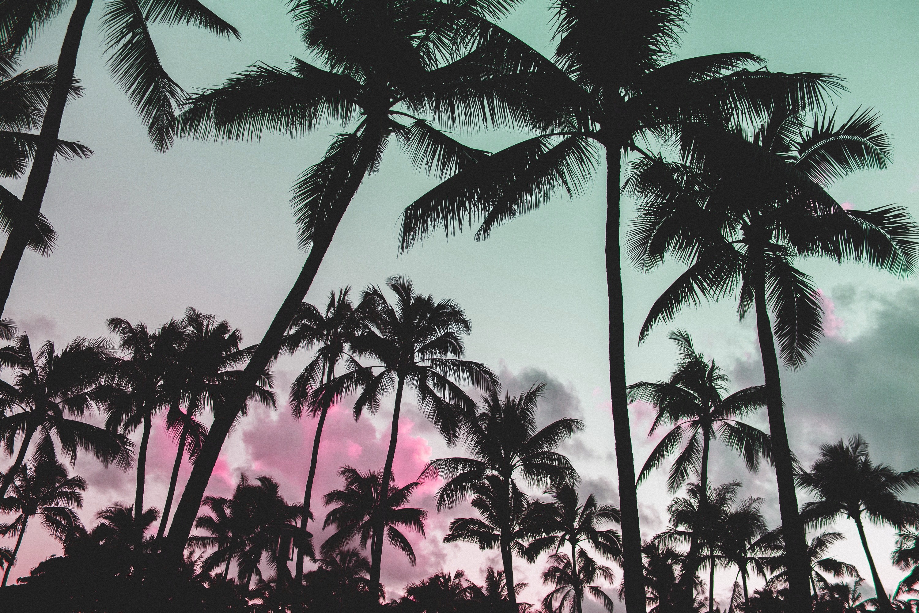 Silhouette of palm trees against a pink and teal sky HD Wallpaper