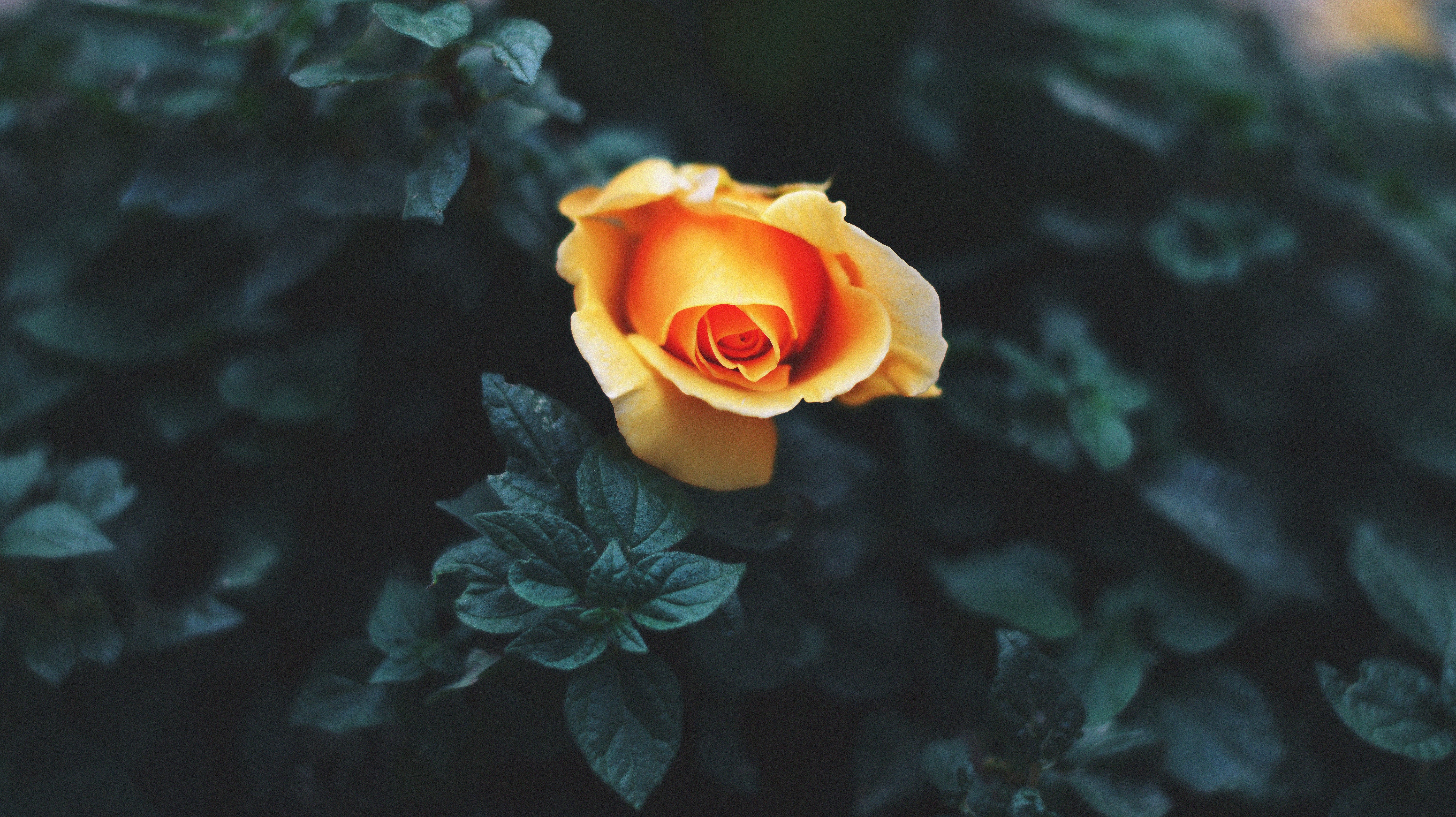 4K Yellow and Orange Rose Flower HD Wallpaper