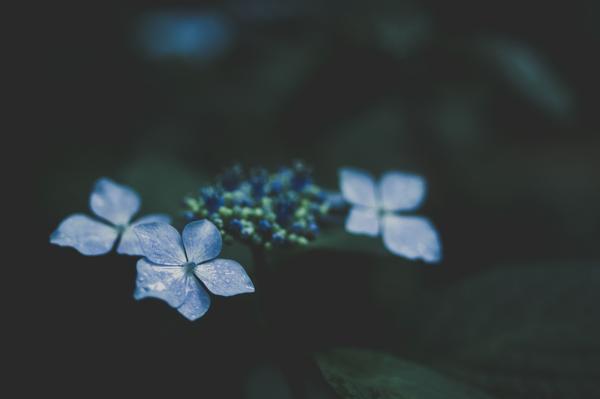 Blue hydrangea flowers with water droplets HD Wallpaper