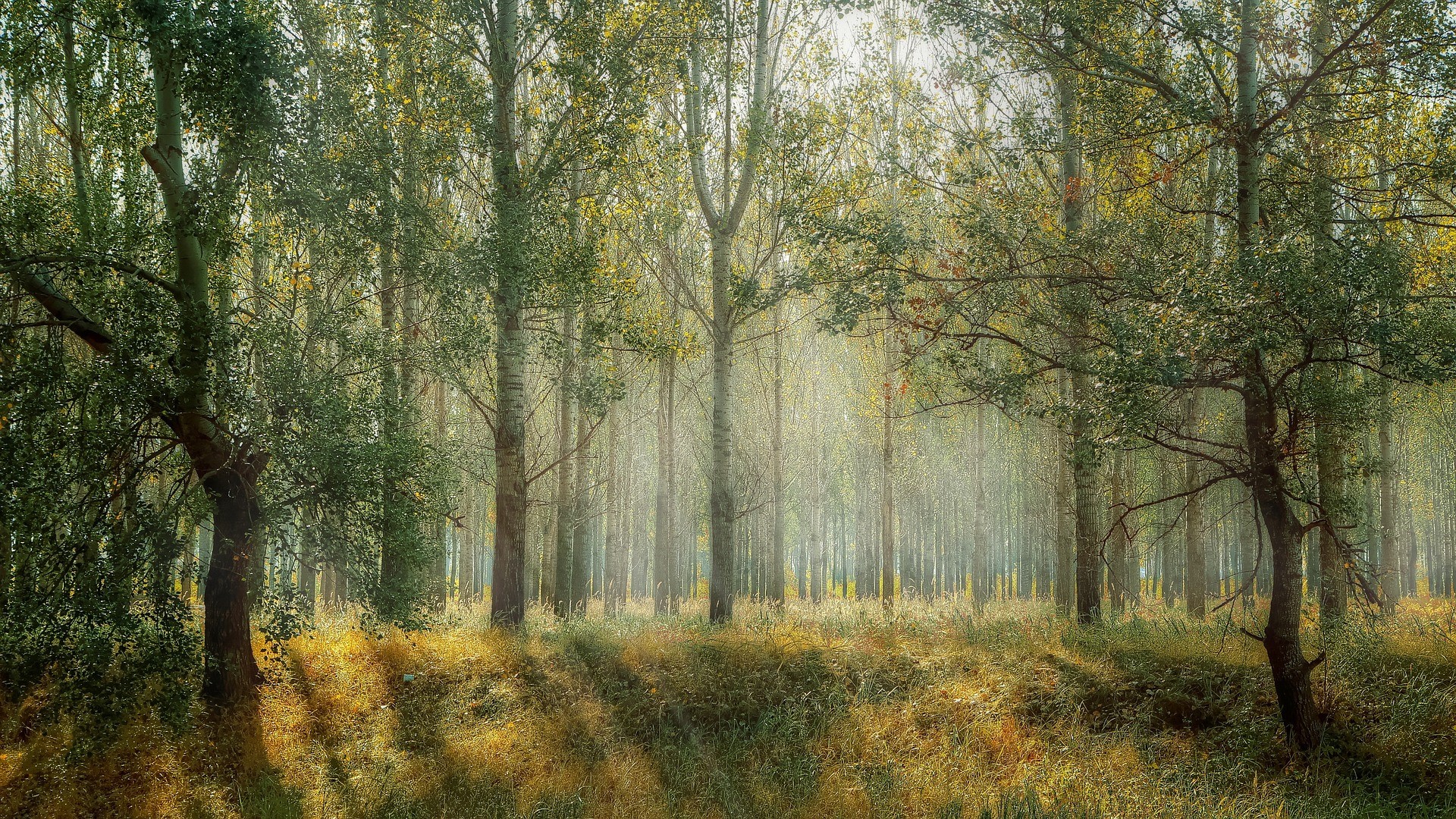 Sunlight filtering through a dense forest of tall trees HD Wallpaper