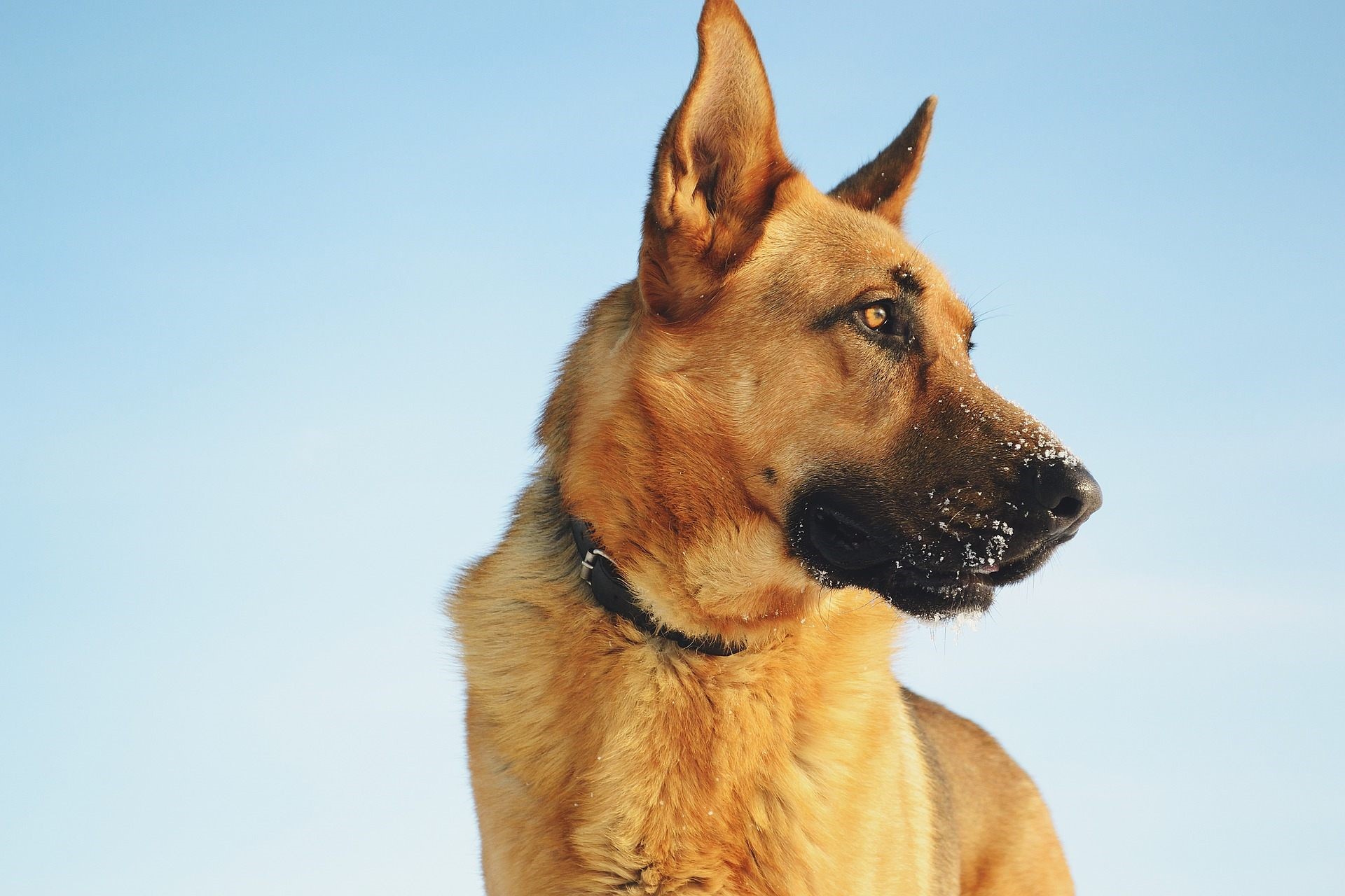 German Shepherd dog against a blue sky HD Wallpaper