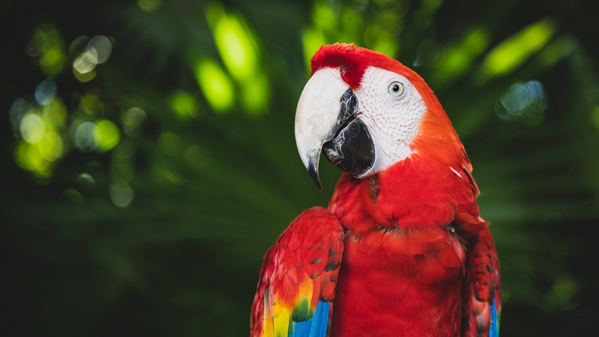 Scarlet Macaw parrot with colorful feathers HD Wallpaper