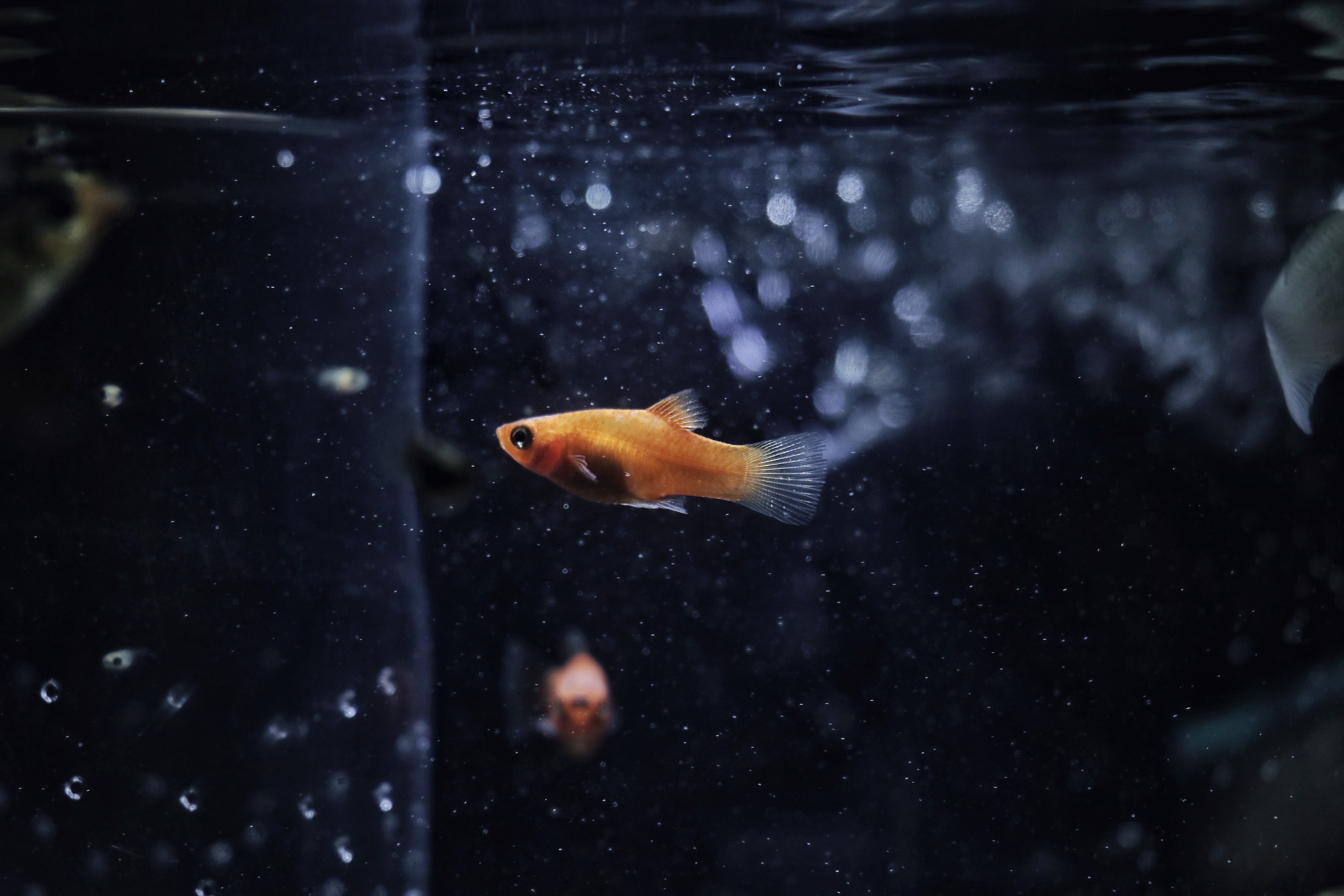 4K underwater fish and bubbles HD Wallpaper