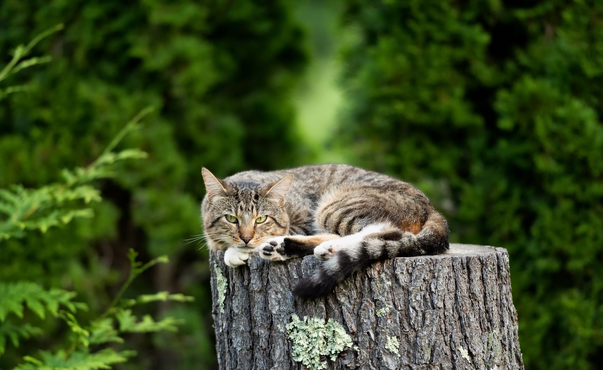 Tabby cat resting on a tree stump outdoors HD Wallpaper