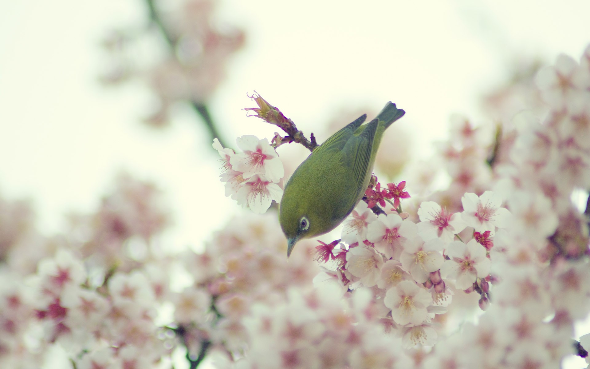 Green bird on a cherry blossom branch HD Wallpaper