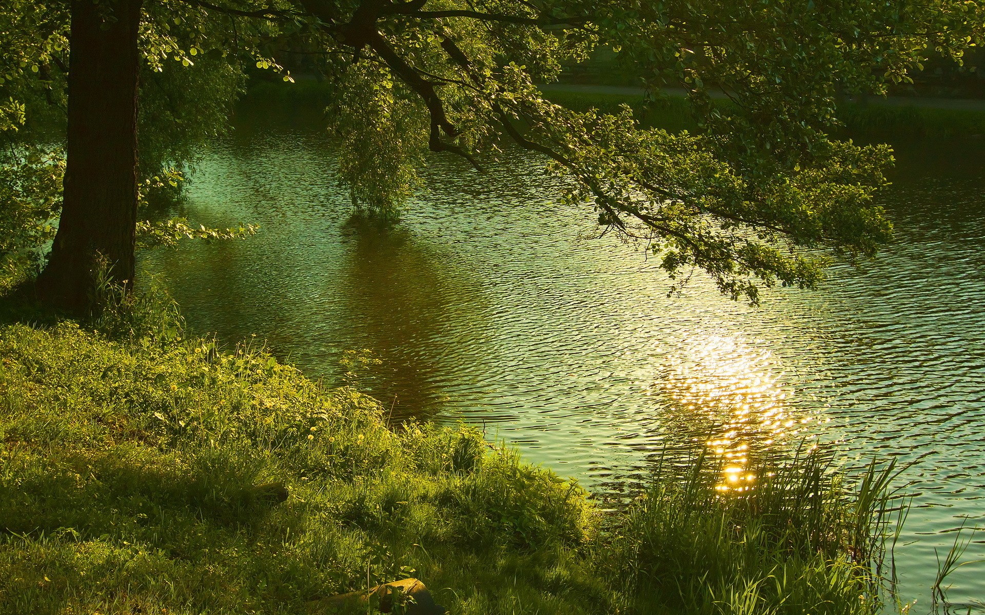 Sunlight reflecting on a rippling lake near a tree HD Wallpaper
