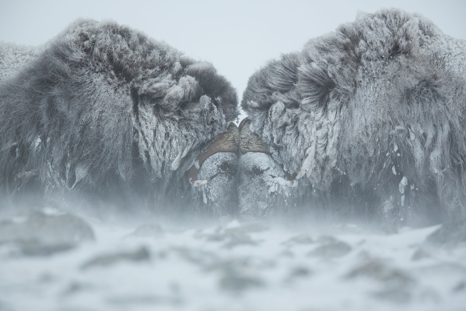 Two musk oxen in a snowy blizzard HD Wallpaper