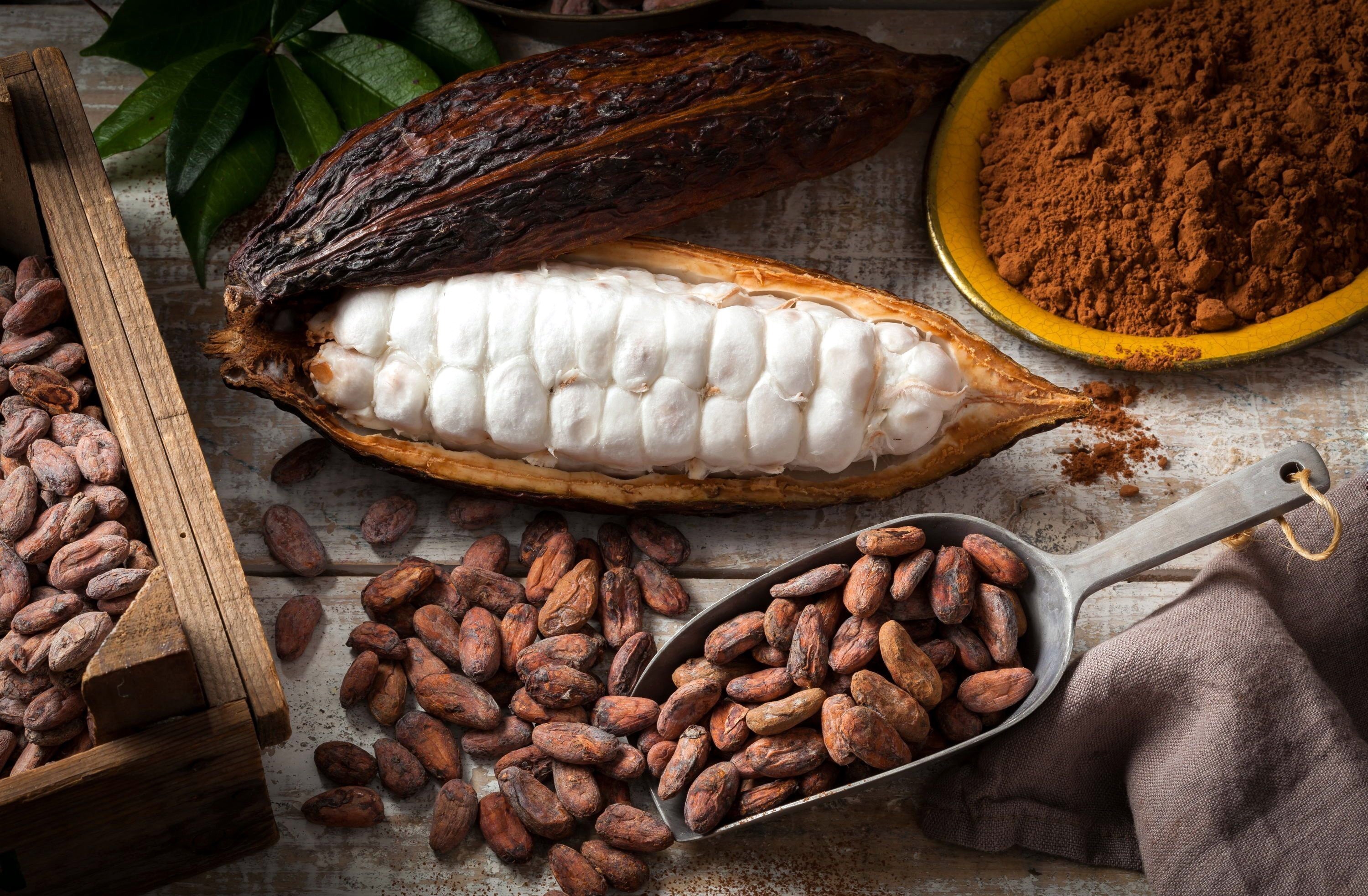 Cocoa beans, pods, and powder HD Wallpaper
