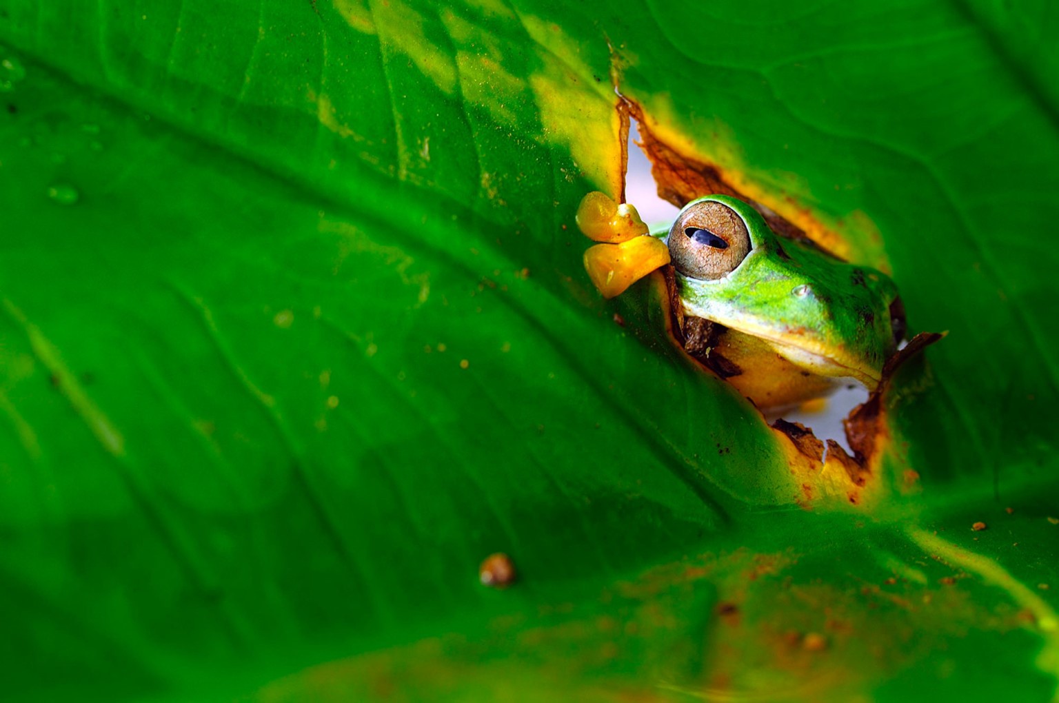 Green frog peeking through a hole in a large green leaf HD Wallpaper