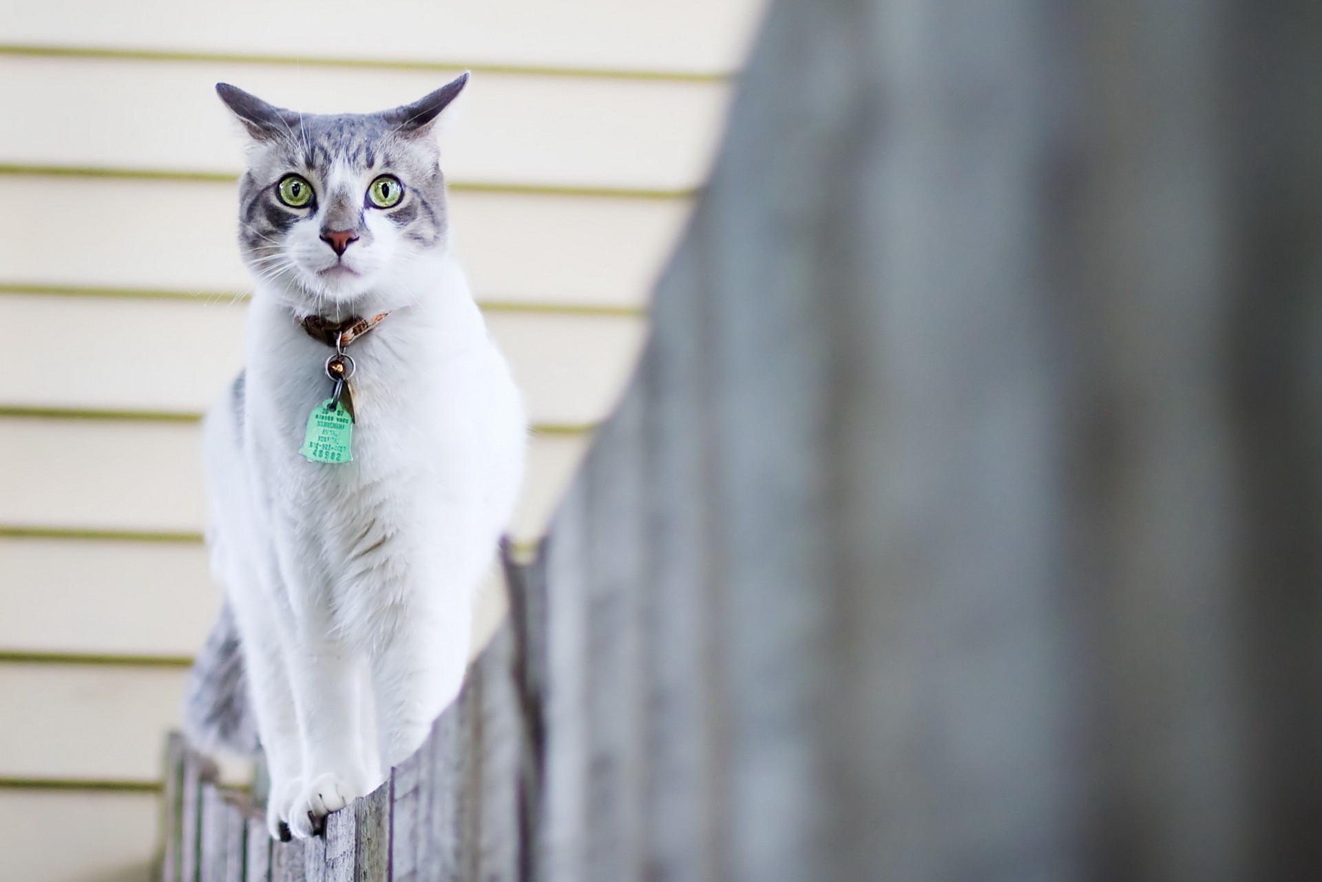 A cat with green eyes sitting on a fence HD Wallpaper
