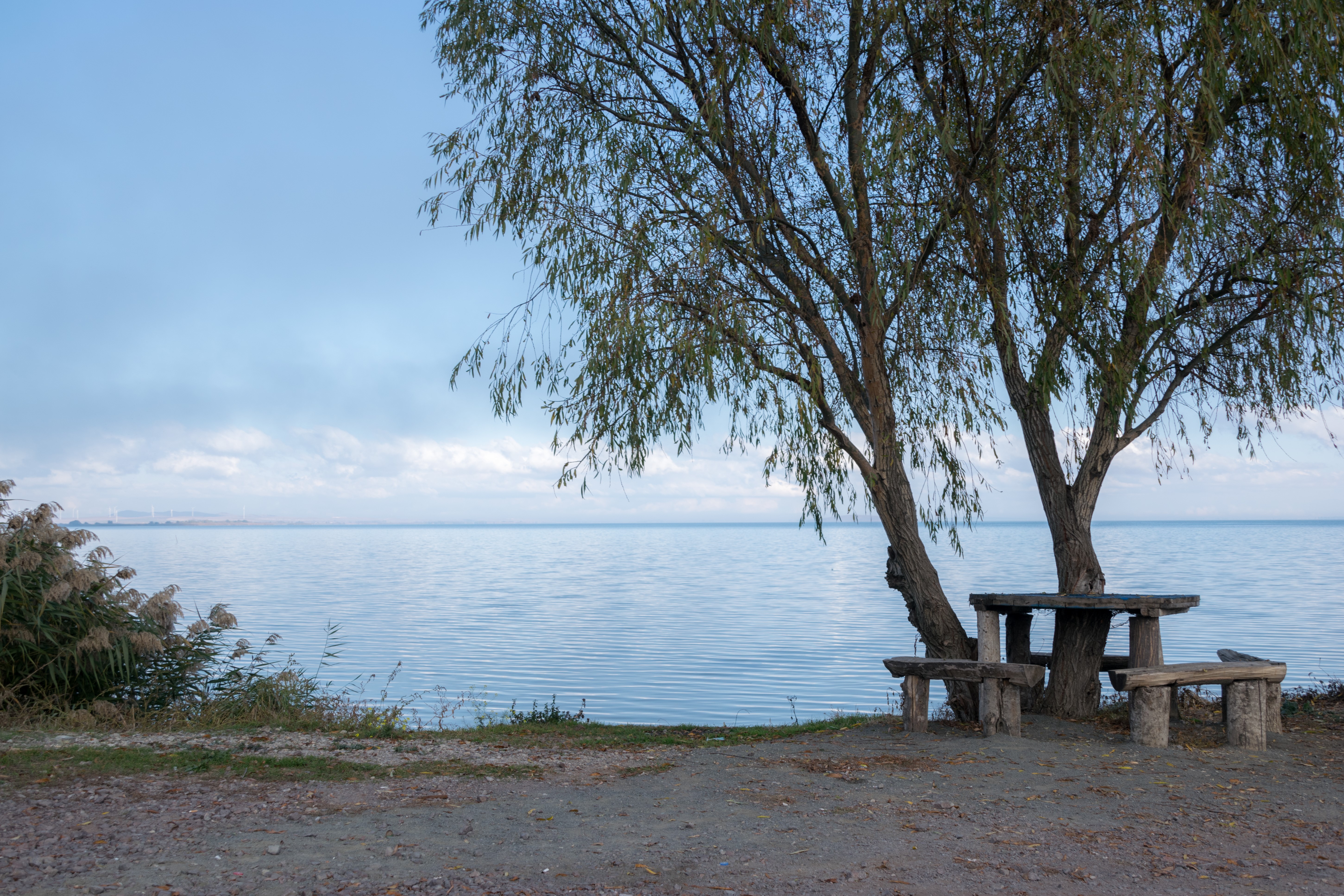 Picnic table and benches under a tree by a lake HD Wallpaper